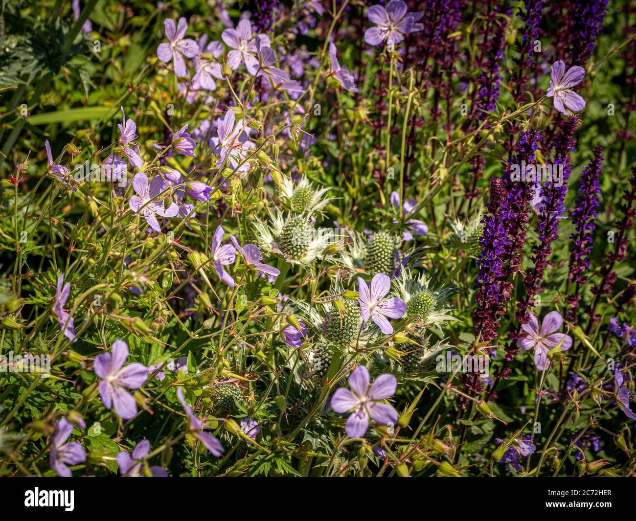 Salvia, géraniums, eryngiums poussant dans un lit à fleurs sur le thème violet. Banque D'Images