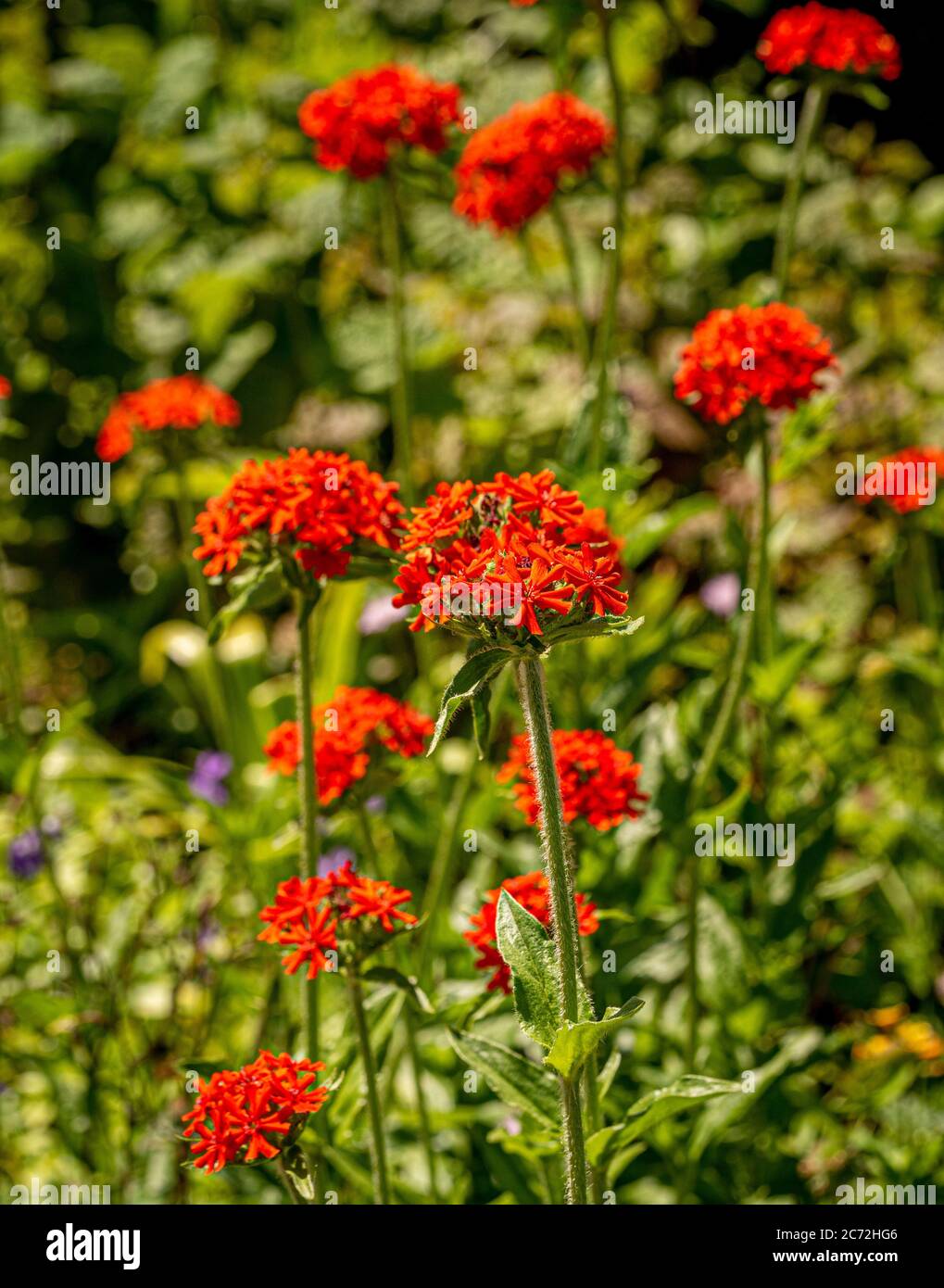 Fleurs orange-rouge de Lychnis chalcedica 'Croix Rouge'. Également connu comme la croix maltaise ou la croix de Jérusalem. Banque D'Images