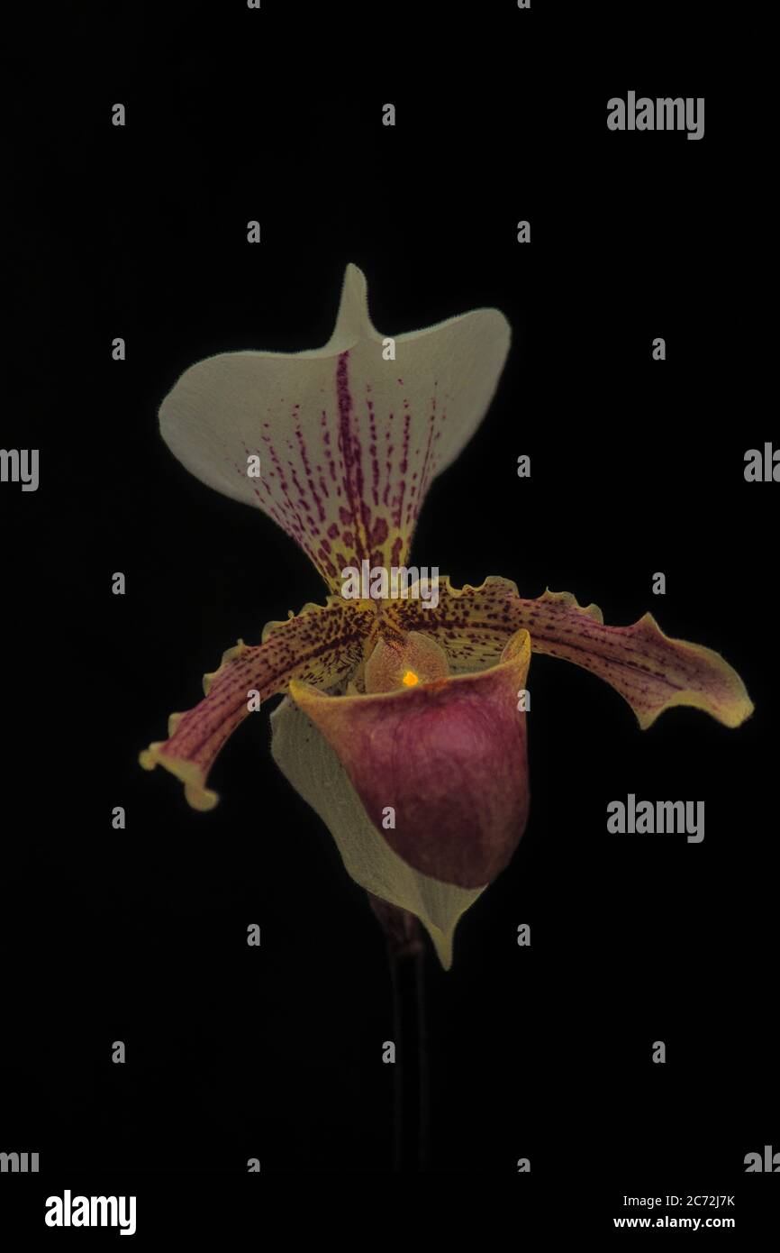 Fleur d'orchidée connue sous le nom de Lady Slipper, photographiée sur fond noir. Banque D'Images