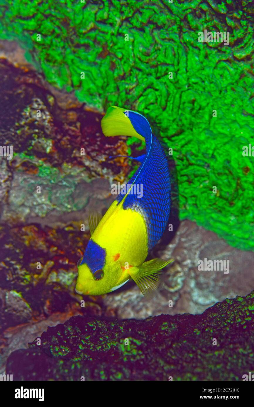 Poisson d'Angelfish bicolore - gros plan sur le poisson de récif de corail Banque D'Images