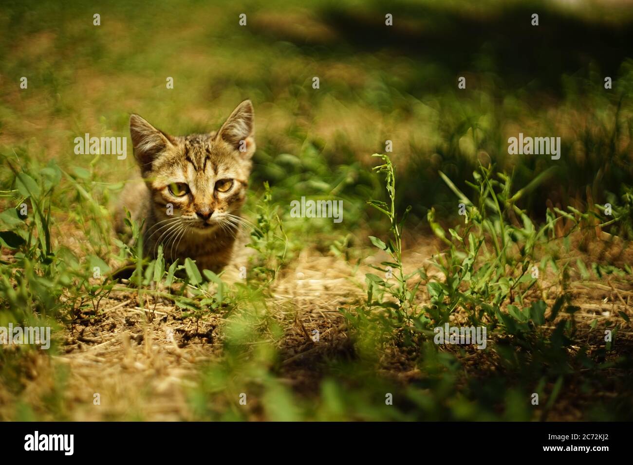 tabby chat gris reposant dans le jardin d'été sur l'herbe Banque D'Images