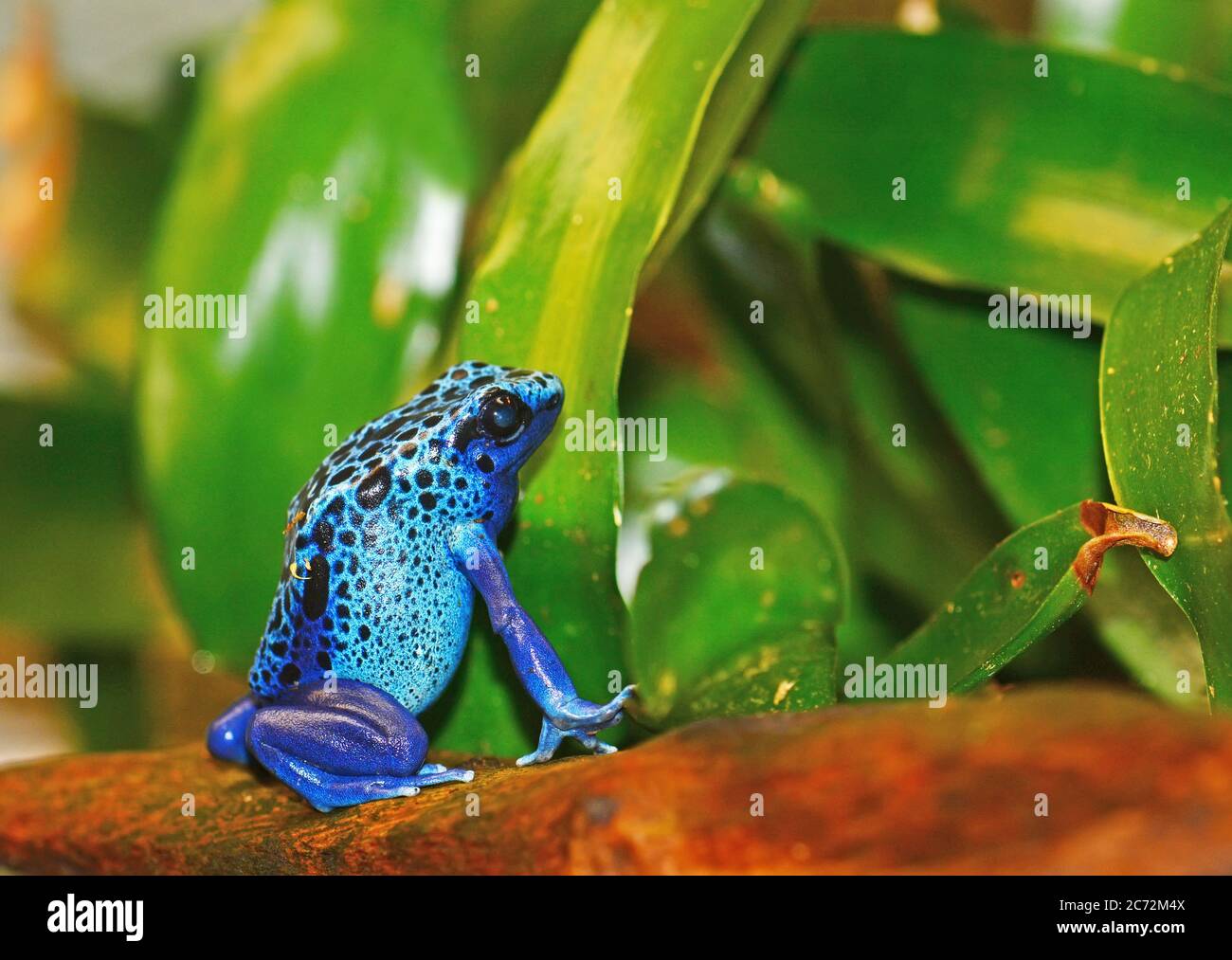 Blue poison dart frog Banque D'Images