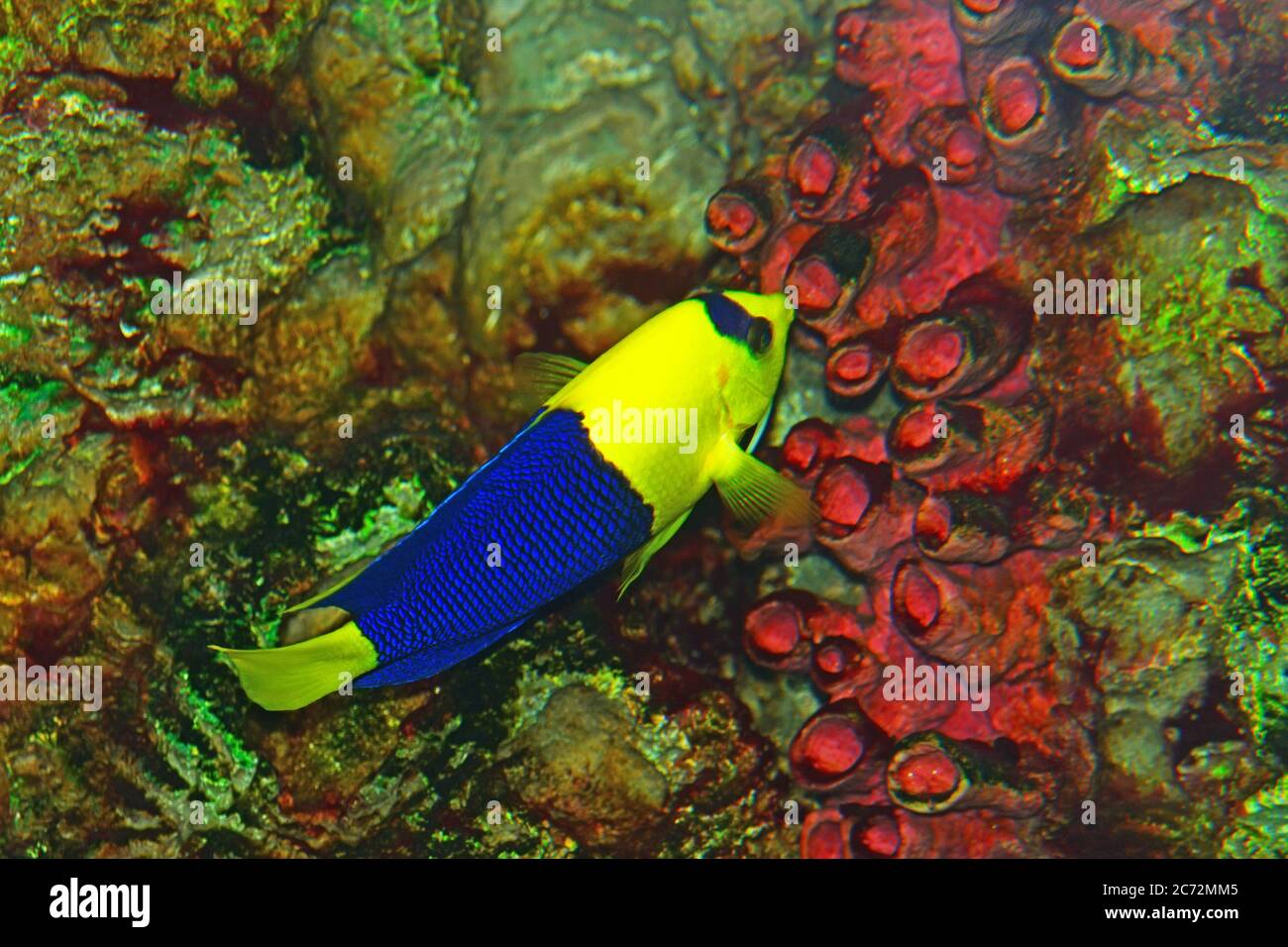 Poisson d'Angelfish bicolore - gros plan sur le poisson de récif de corail Banque D'Images