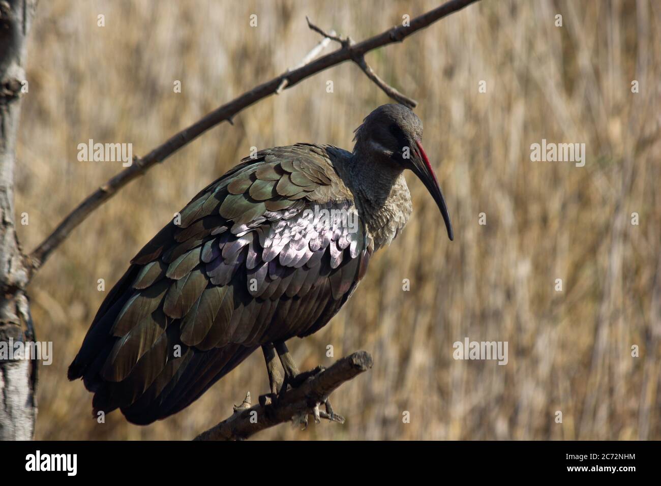 Hadeda Ibis Bird perchée sur la branche (Bostrychia hagedash) Banque D'Images