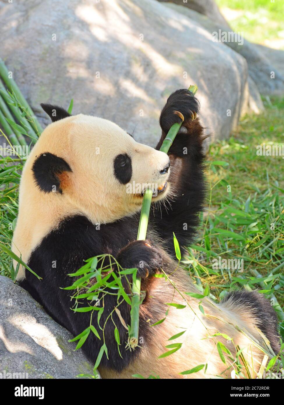 Le panda géant mange du bambou Banque D'Images