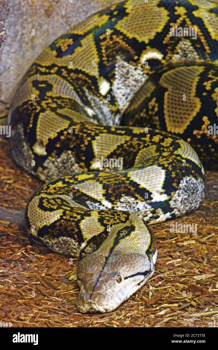 Serpent python Banque de photographies et d’images à haute résolution ...