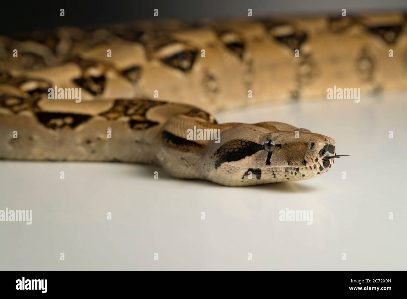 Le serpent de Boa constricteur sur fond blanc Banque D'Images