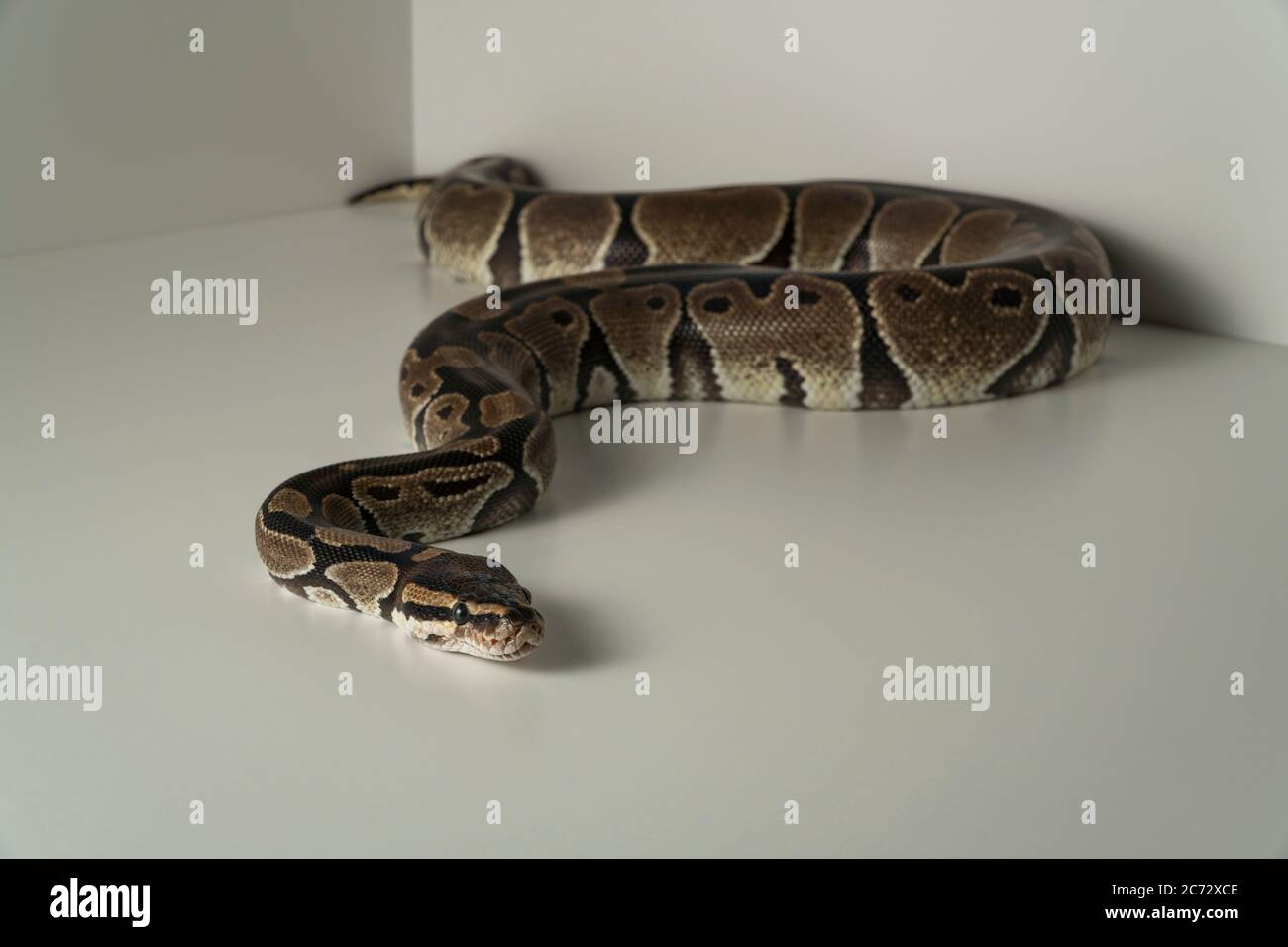 Python royal Banque de photographies et d’images à haute résolution - Alamy