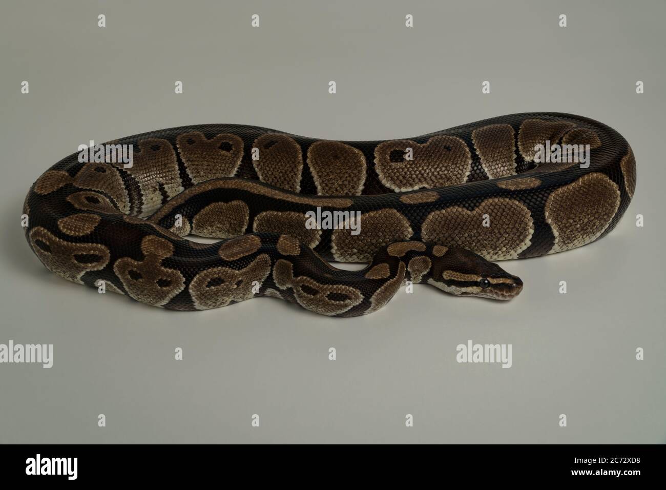 Royal python snake Banque de photographies et d’images à haute ...