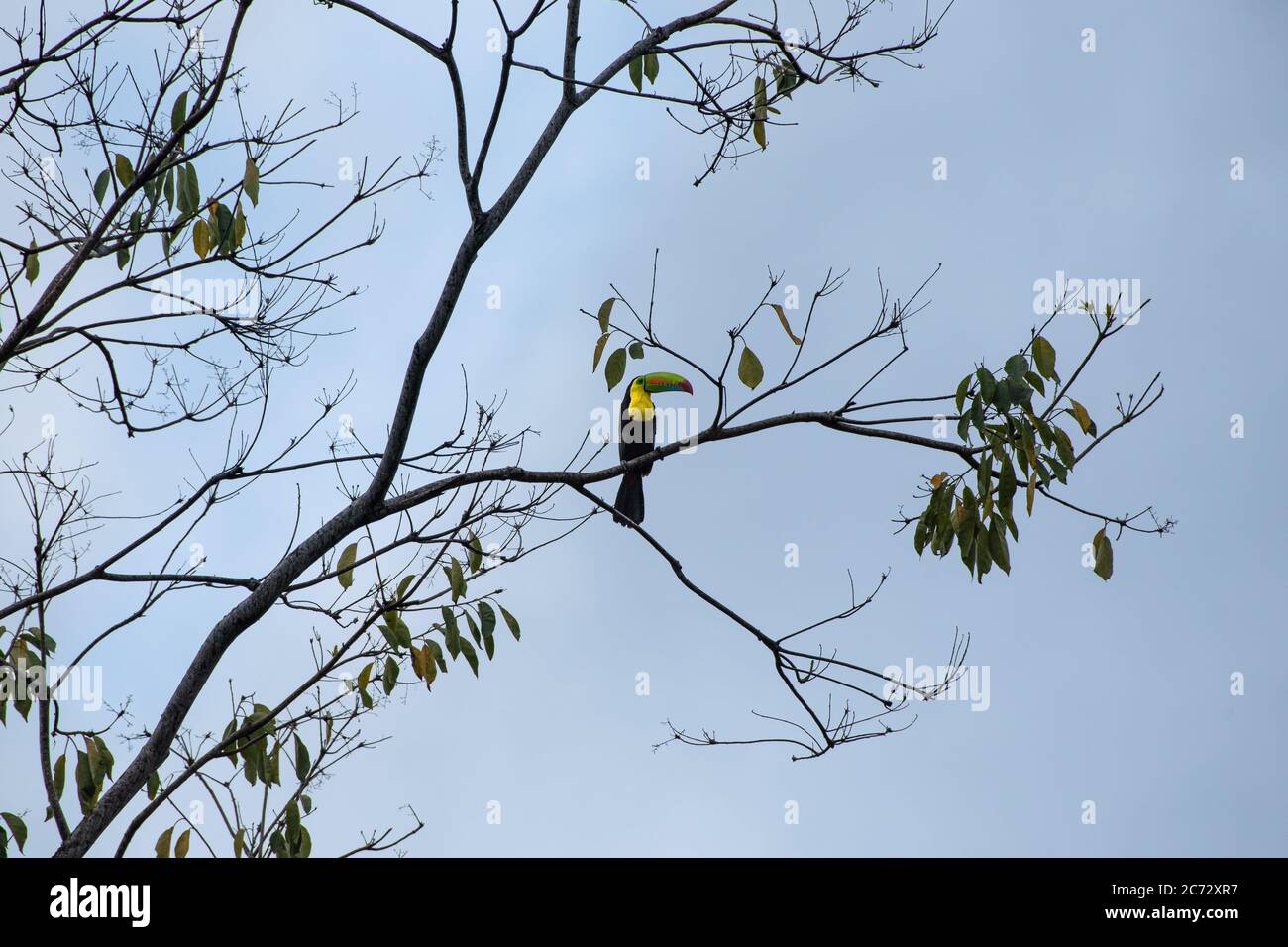 Toucan à bec de quille, Ramphastos sulfuratus, toucan à brisés de soufre, toucan à bec arc-en-ciel, magnifique sittin d'oiseau coloré sur branche d'arbre mangeant des fruits Banque D'Images