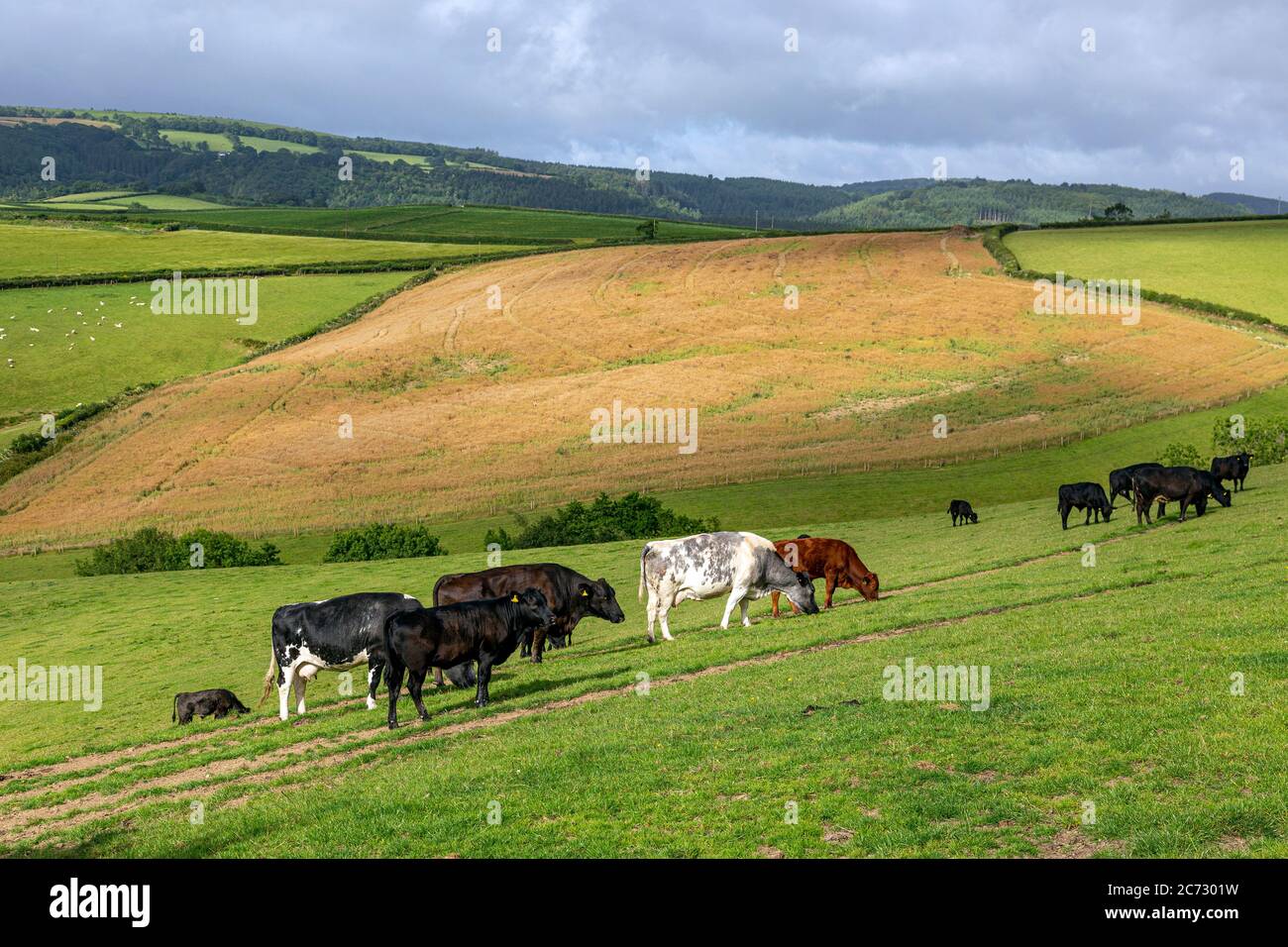 Bovins de Devon, ferme, champ agricole, Agriculture, animaux, boeuf, Brown, bovins, vache, Dartmoor, Angleterre, herbe, Grass Area, parc national de Dartmoor Banque D'Images