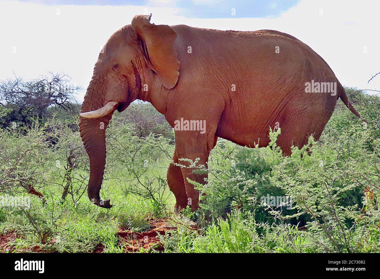 Un énorme éléphant de Bush africain (Loxodonta africanum) marchant dans le Bush de saison humide et les arbres de épine à la réserve d'Erindi, Omaruru, Namibie. Banque D'Images