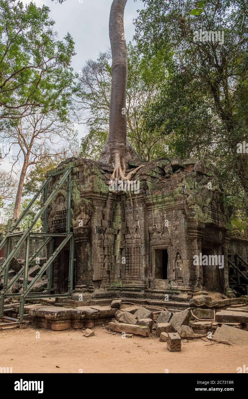 Ta Prohm Temple, Siem Reap, Cambodge Banque D'Images