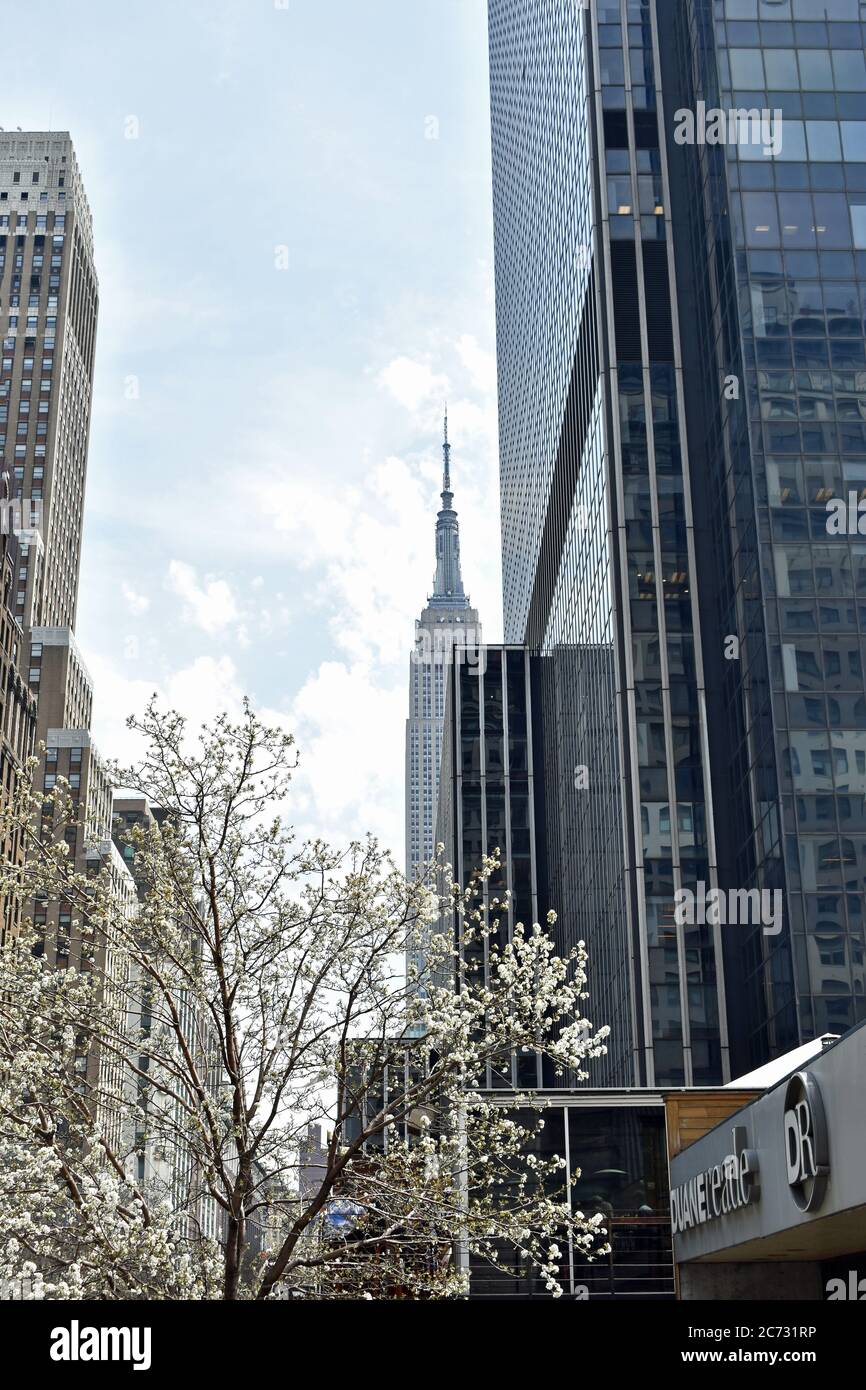 L'Empire State Building se juxtapose à un bâtiment noir moderne et à un arbre à fleurs blanches. Vue sur la rue de New York par temps lumineux. Banque D'Images