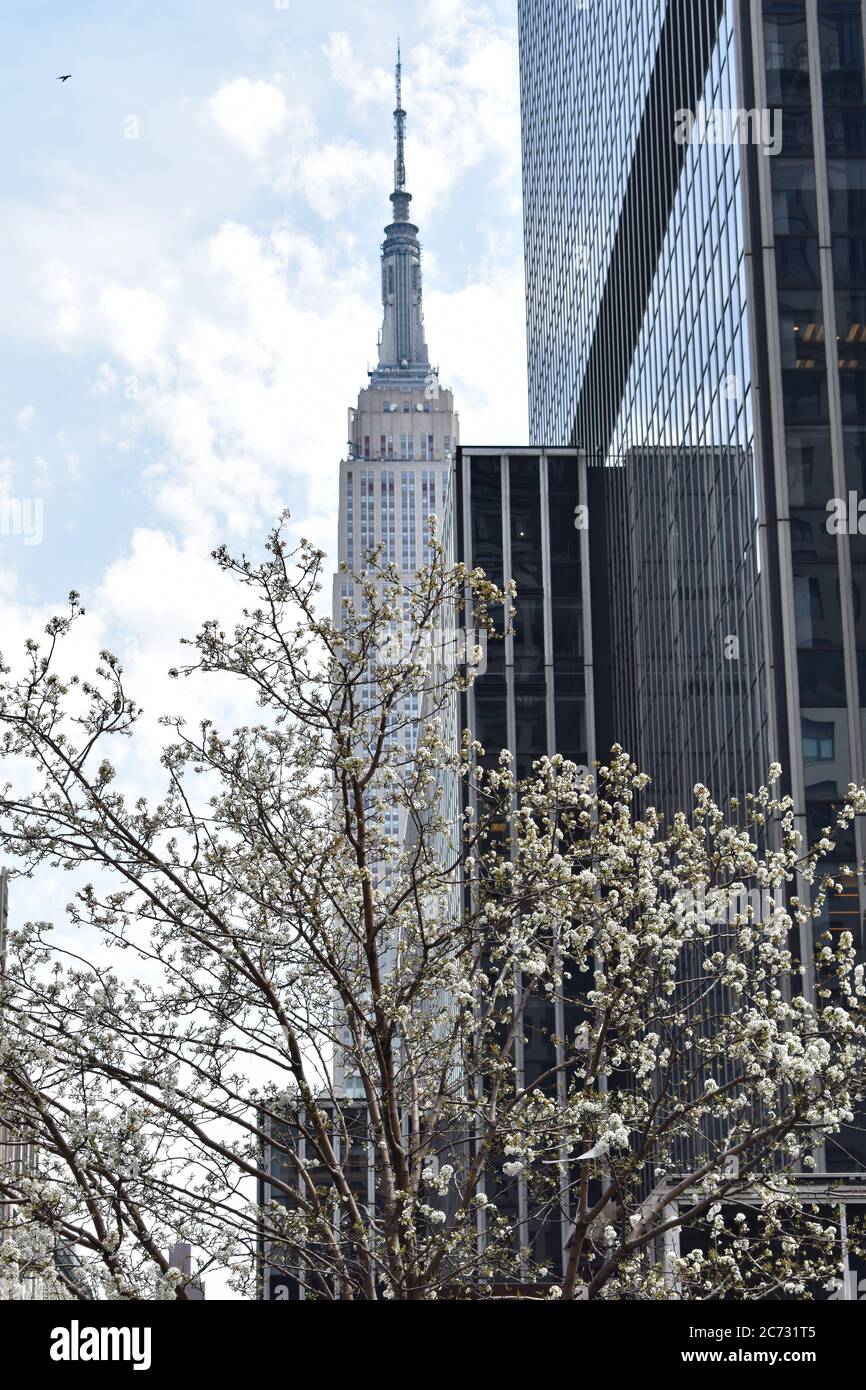 Vue sur l'Empire State Building à New York. Le gratte-ciel est partiellement caché derrière un bâtiment noir moderne et un arbre à fleurs blanches. Banque D'Images