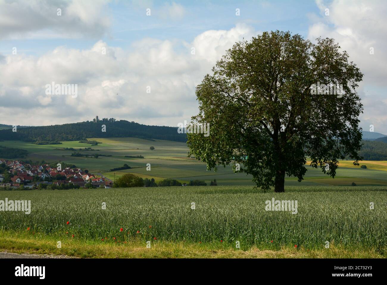 Grand arbre vert dans un champ de céréales, avec Ostheim en face du Rhoen en arrière-plan, Bavière, Allemagne Banque D'Images