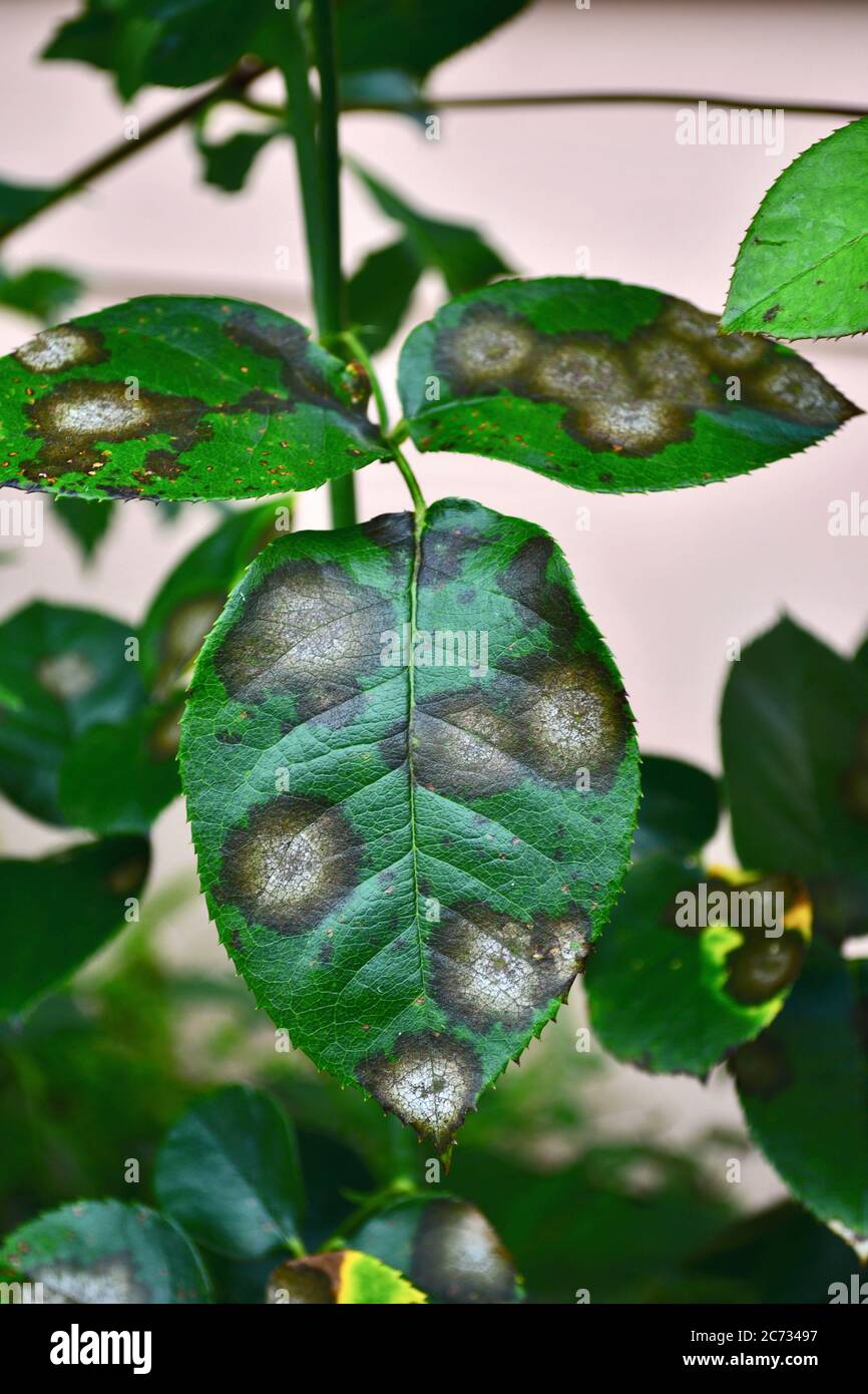 Un gros plan d'une feuille de rose affectée par la maladie de tache noire. C'est la maladie la plus grave des roses causée par un champignon, Diplocarpon rosae Banque D'Images Un gros plan d'une feuille de rose affectée par la maladie de tache noire. C'est la maladie la plus grave des roses causée par un champignon, Diplocarpon rosae Banque D'Images