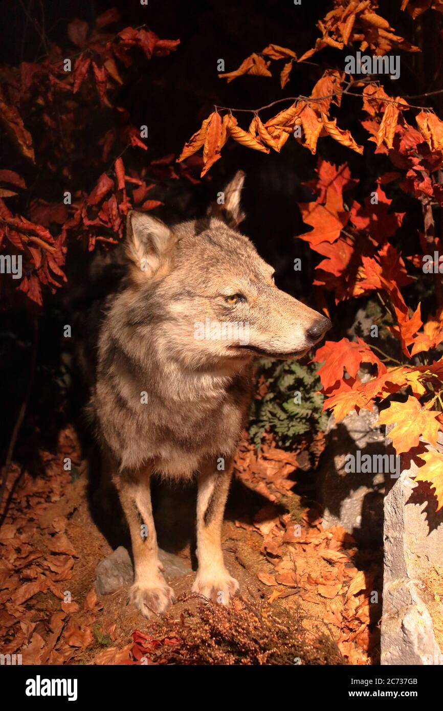 Loup italien pris par un photopiège Banque D'Images