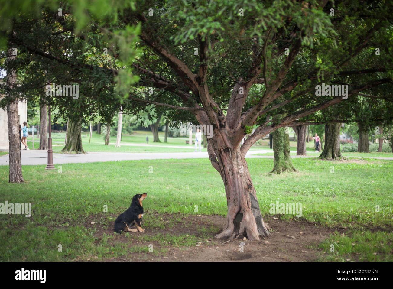 Lutalica, un chien errant serbe typique, a abandonné, assis et regardant un arbre dans un parc du centre-ville de Belgrade, en Serbie, qui comme un impor Banque D'Images