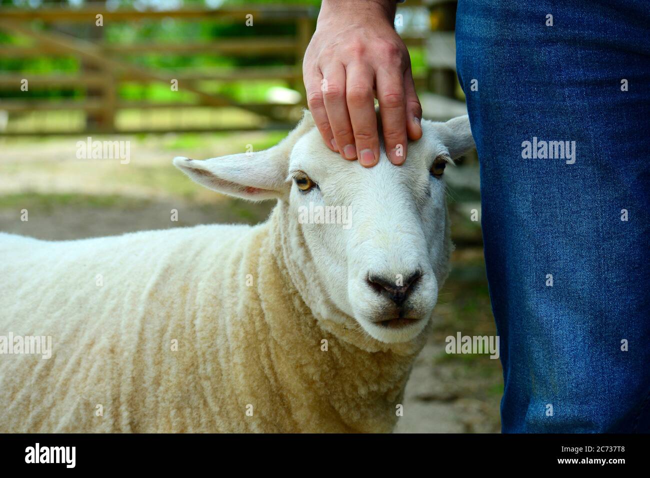 Portrait D Un Mouton Apres Coupe De Cheveux Qui A Ete Nourri Au Biberon Comme Un Bebe Et N A Pas Peur Des Gens Et A Eleve Plus Comme Un Animal De Compagnie Plutot