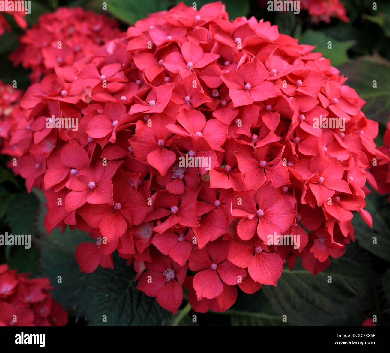 Hydrangea macrophylla, fleur rouge, hortengeas Banque D'Images Hydrangea macrophylla, fleur rouge, hortengeas Banque D'Images