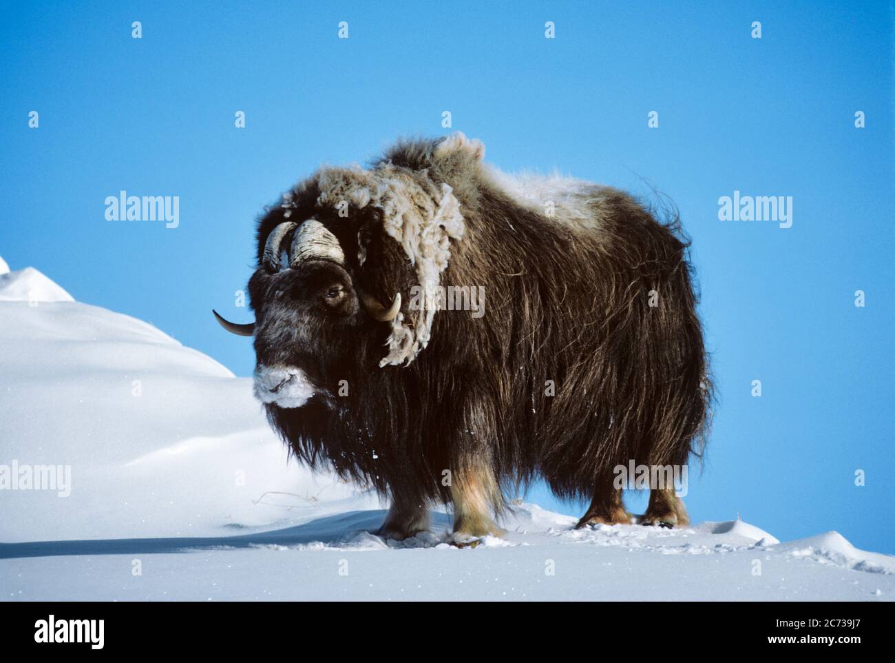ANNÉES 1990 MUSC UNIQUE OX OVIBOS MOSCHATUS DEBOUT SUR LA NEIGE DANS L'ARCTIQUE DE L'ALASKA AU GROENLAND - KZ4009 ULR001 HARS XEN LIBRE HORN INDÉPENDANT ZOOLOGIE SURGÉLATION CONCEPTUELLE HOF SOLITAIRE ÉPAIS SHAGGY ARCTIC CIRCLE C MAMMIFÈRE À CAPUCHON SAISON OX FAUNE ALASKIENNE GROENLAND VELUE MONTAGNEUSE ODEUR ANCIENNE Banque D'Images