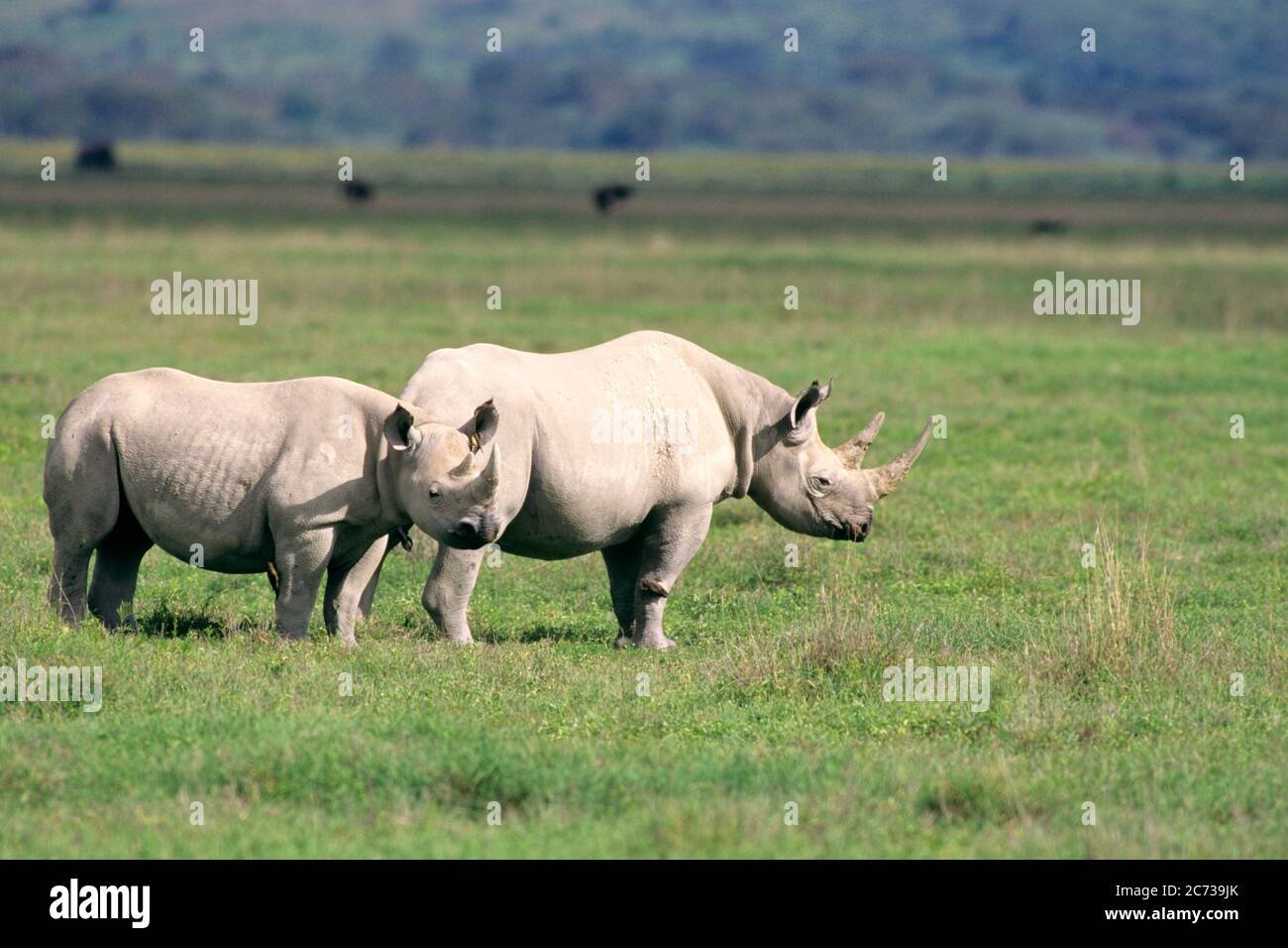 RHINOCÉROS NOIRS ET JEUNES DICEROS BICORNIS NGORONGORO CRATÈRE TANZANIE - KZ4783 HFF002 HARS À L'ANCIENNE Banque D'Images