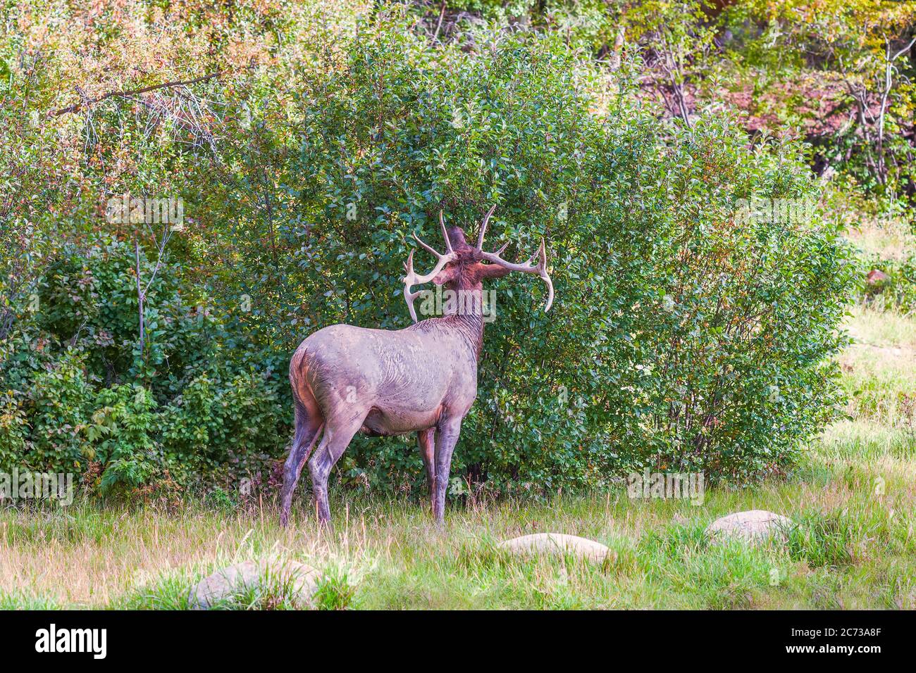 Wapitis ou Wapity (Cervus canadensis) sale mangeant des feuilles. Parc national Jasper. Rocheuses canadiennes. Alberta. Canada Banque D'Images