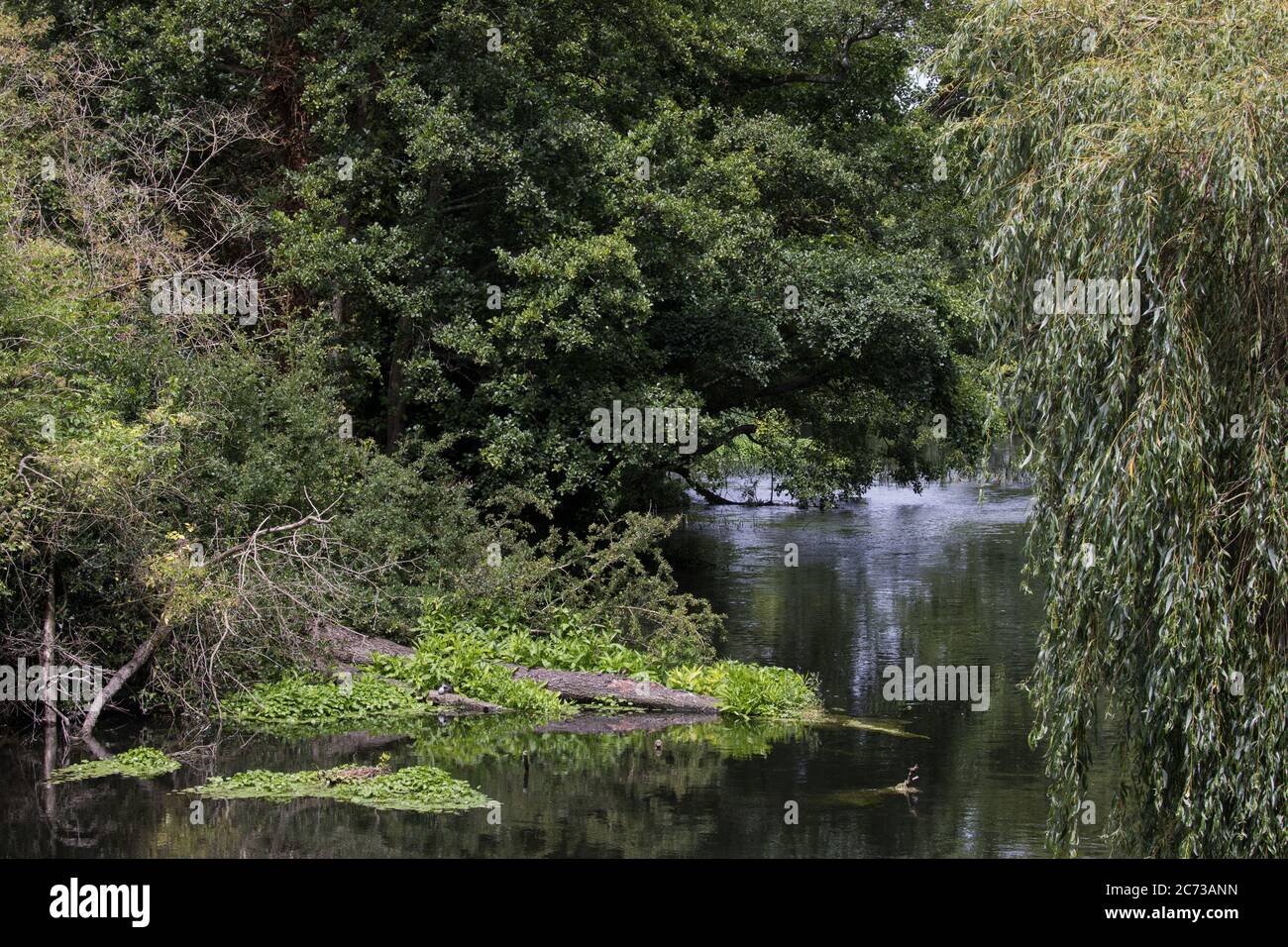 Denham, Royaume-Uni. 13 juillet 2020. Une vue sur la rivière Colne vers un ancien aulne près de HS2 travaux de dégagement au sol à Denham Ford dans la vallée de Colne. Crédit : Mark Kerrison/Alamy Live News Banque D'Images