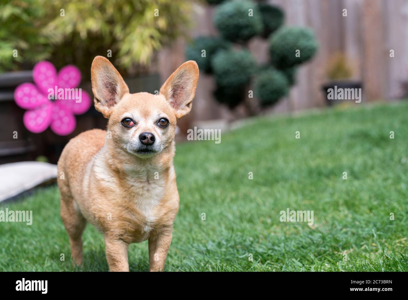 Chien de Chiweenie debout à Yard - femelle avec un état de santé de oeil de cerisier Banque D'Images