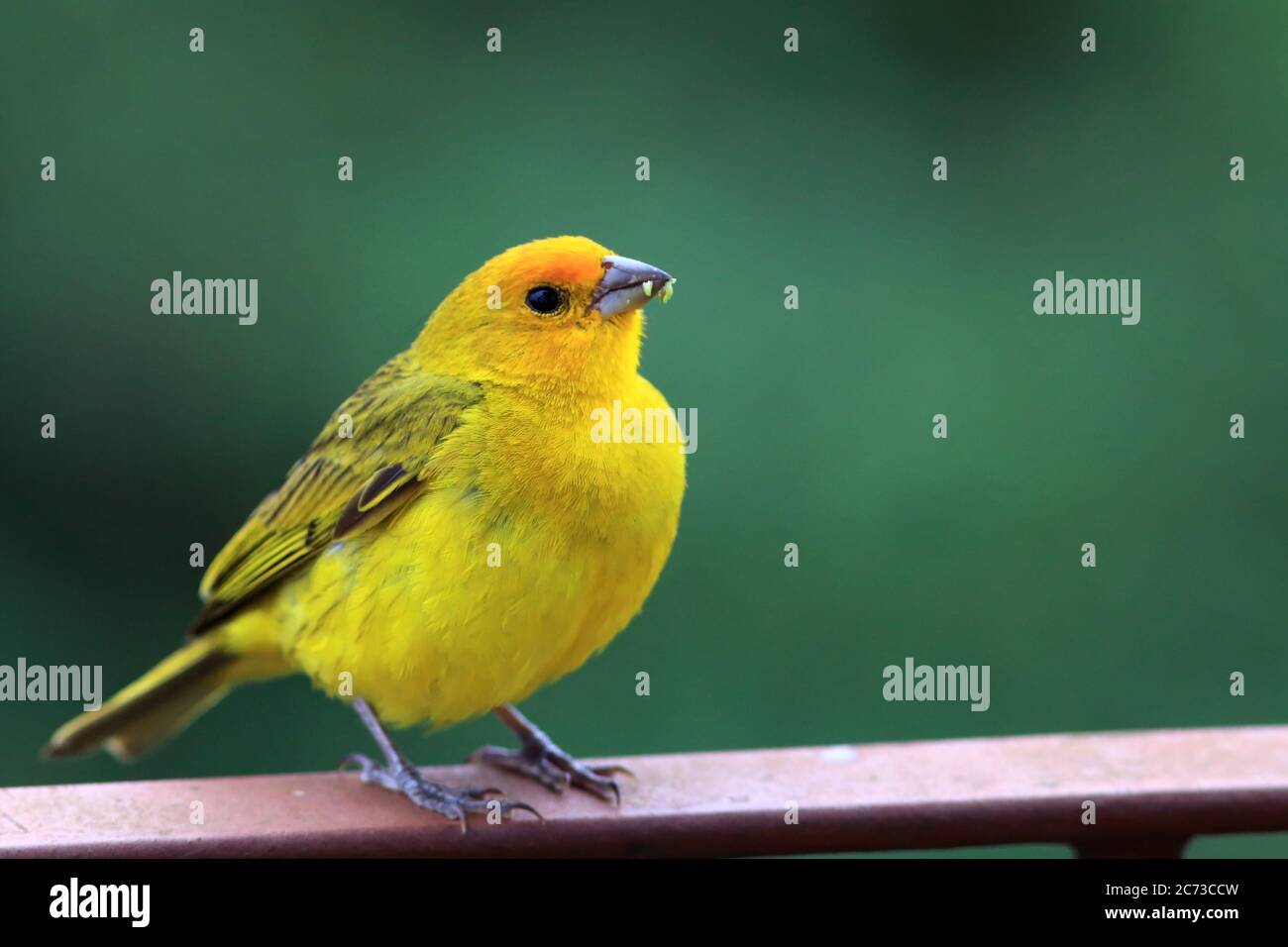 Photo d'un Finch de Saffron (Sicalis flaveola) perché sur une pelouse verte dans la ville Banque D'Images