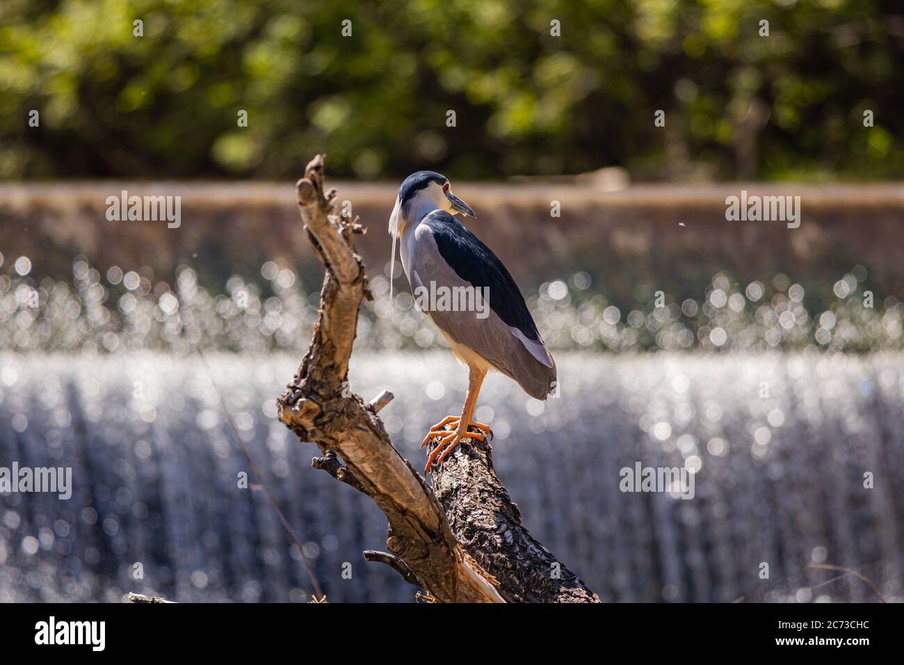 Black-Crown Night-Heron à la recherche de poisson. Banque D'Images