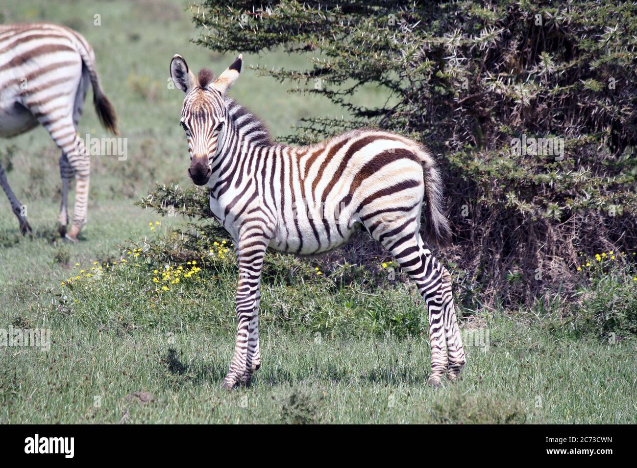 Bebe Zebre Dans Kenya Photo Stock Alamy