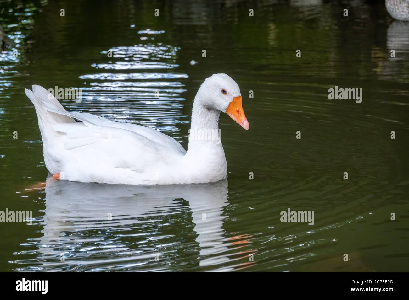 L'oie grise domestiquée, Anser cygnoides domesticus, naine dans un lac à l'eau verte. Oie grise, oie grise ou oie blanche domestique Banque D'Images