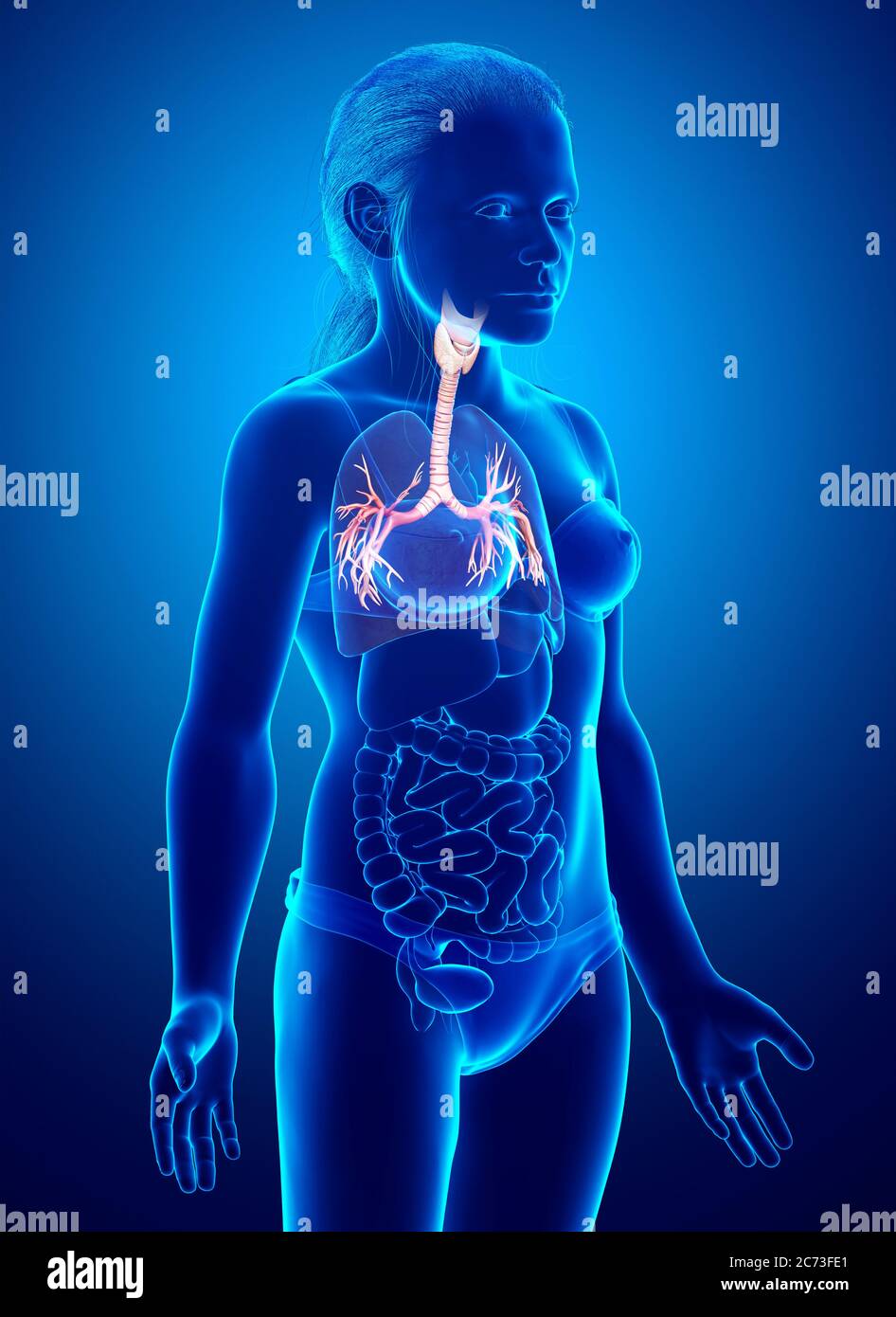 3D illustration de Larynx Trachée bronches Partie du système respiratoire. Banque D'Images