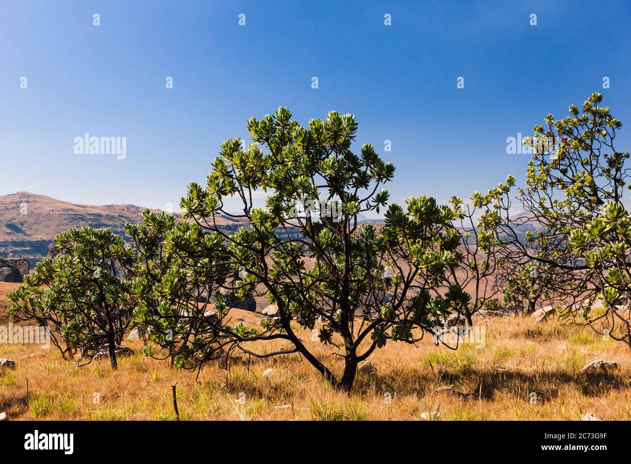 Protea Trees, Drakensberg, près du col Sani, région sauvage de Mkhomazi, KwaZulu-Natal, Afrique du Sud, Afrique Banque D'Images