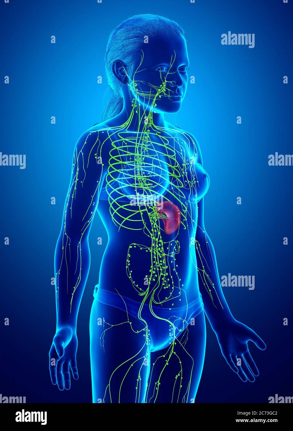 3d rendu médicalement précis illustration d'un système lymphatique jeune fille Banque D'Images