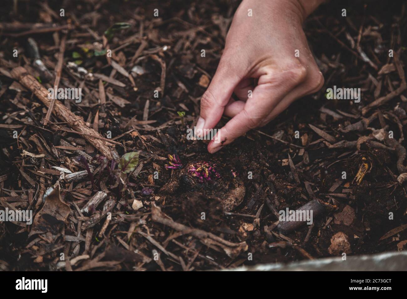 Croissance de la betterave à partir de la coupe, de la pousse ou de la ferraille. Gros plan de la main d'une femme plantant un scarabée Banque D'Images