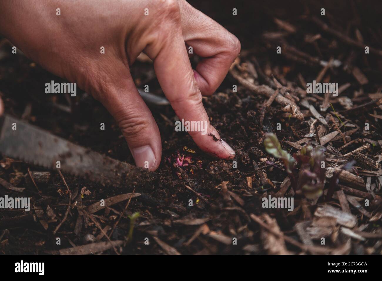 Croissance de la betterave à partir de la coupe, de la pousse ou de la ferraille. Gros plan de la main d'une femme plantant et déchiquetant le scarabée Banque D'Images