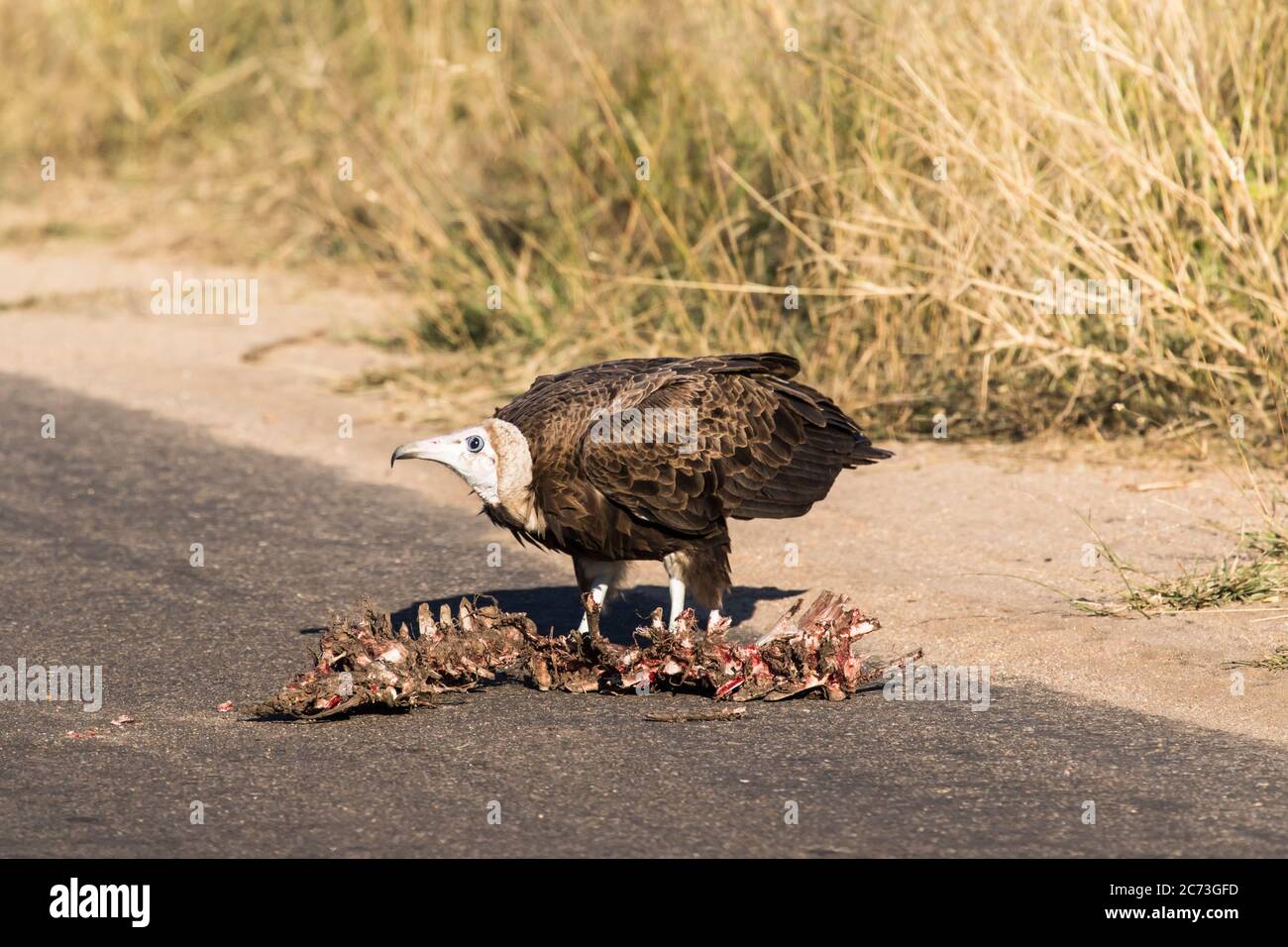 Hooded Vulture manger carcasse et guetteur sur la route, Parc national Kruger, province de Mpumalanga, Afrique du Sud, Afrique Banque D'Images