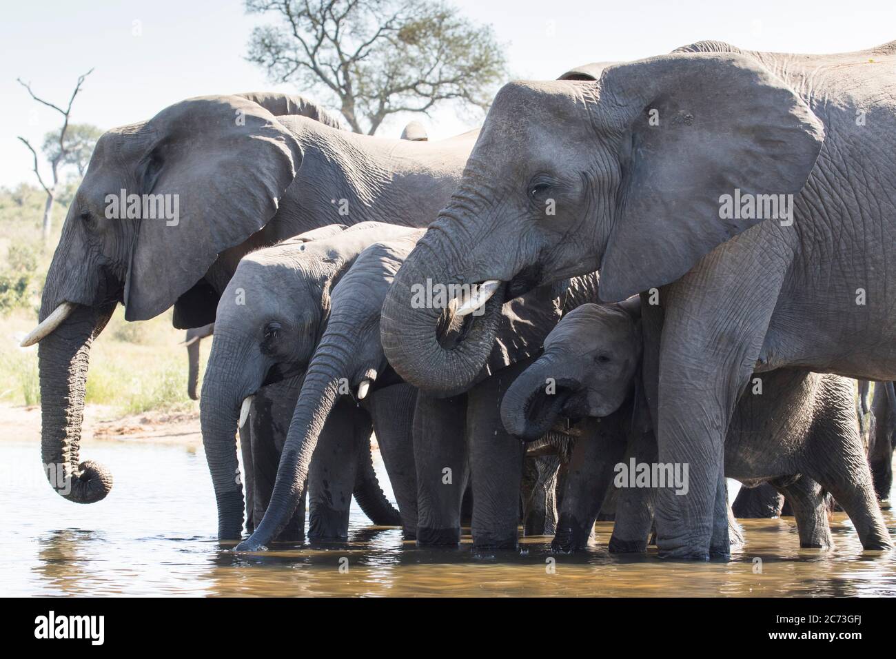 Eau potable du troupeau d'éléphants, parc national Kruger, province de Mpumalanga, Afrique du Sud, Afrique Banque D'Images