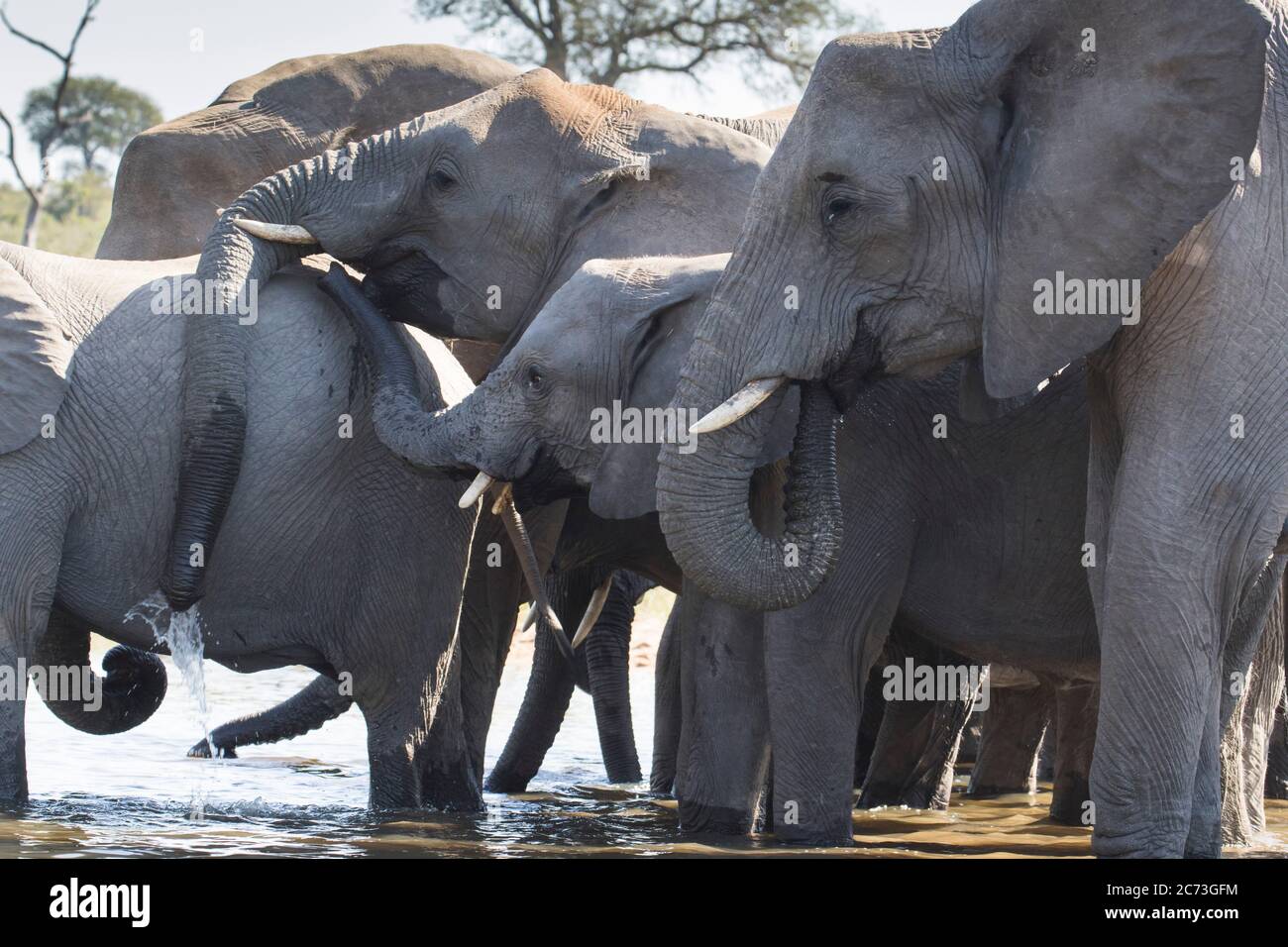 Eau potable du troupeau d'éléphants, parc national Kruger, province de Mpumalanga, Afrique du Sud, Afrique Banque D'Images