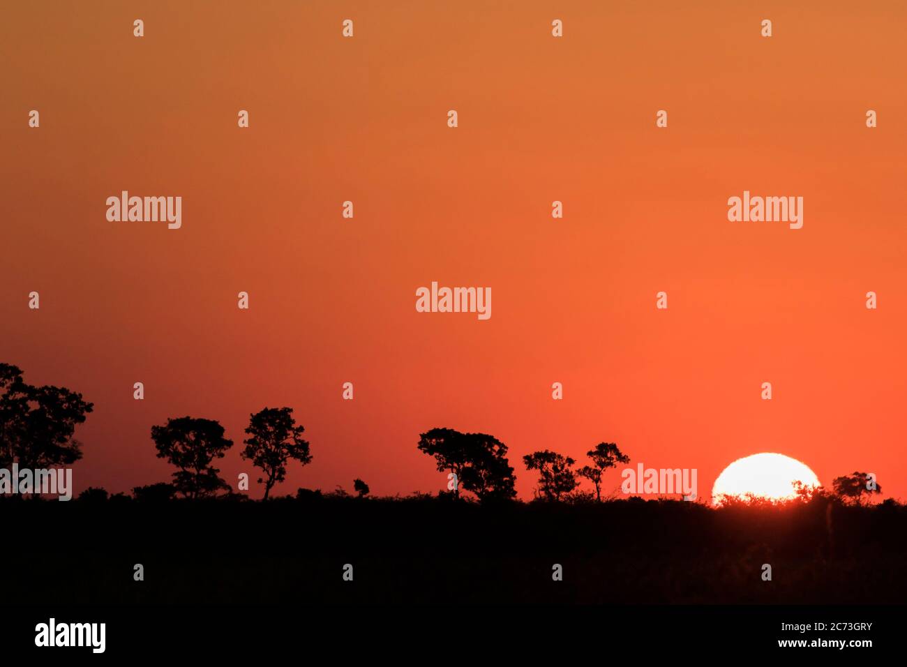 Coucher de soleil de savane, Parc national Kruger, province de Mpumalanga, Afrique du Sud, Afrique Banque D'Images