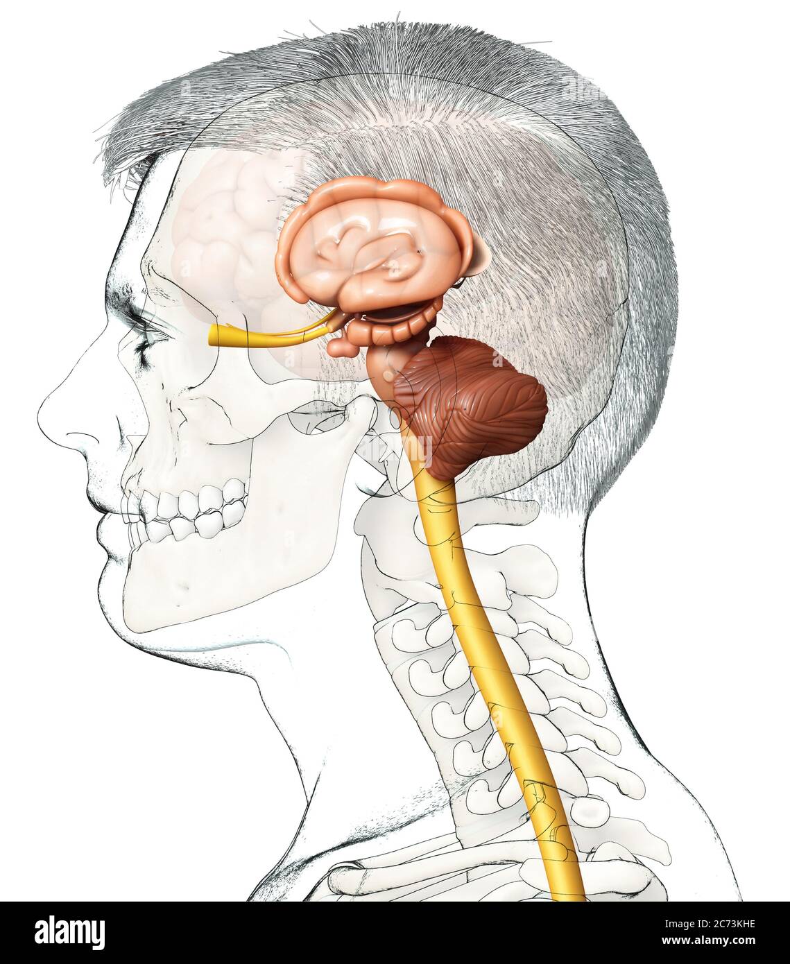 Médicalement en rendu 3d illustration précise de l'intérieur l'anatomie du cerveau Banque D'Images