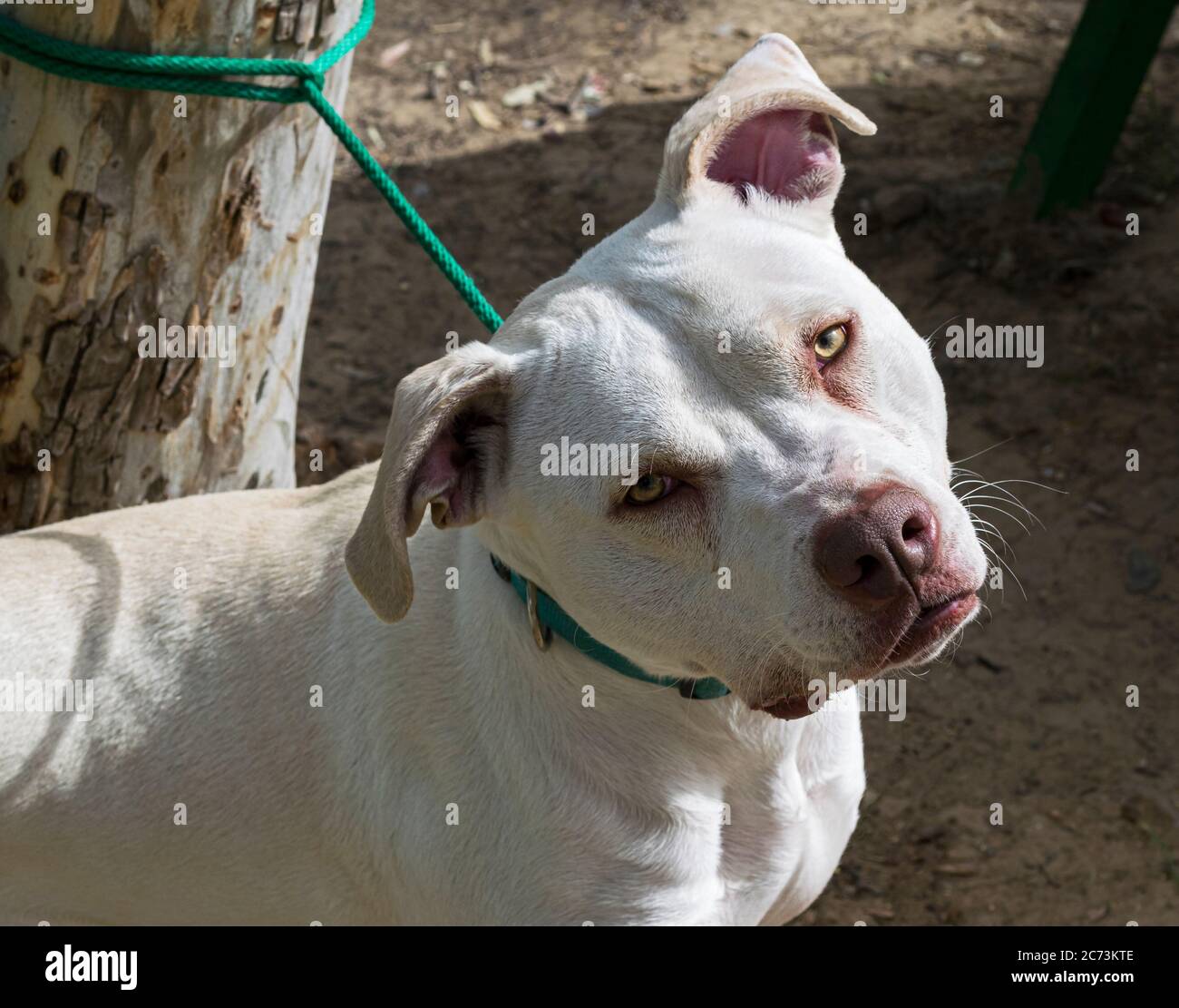 portrait de tête un triste et doux regard jaune blanc noyau taureau chien attacher à un arbre avec une corde très courte Banque D'Images