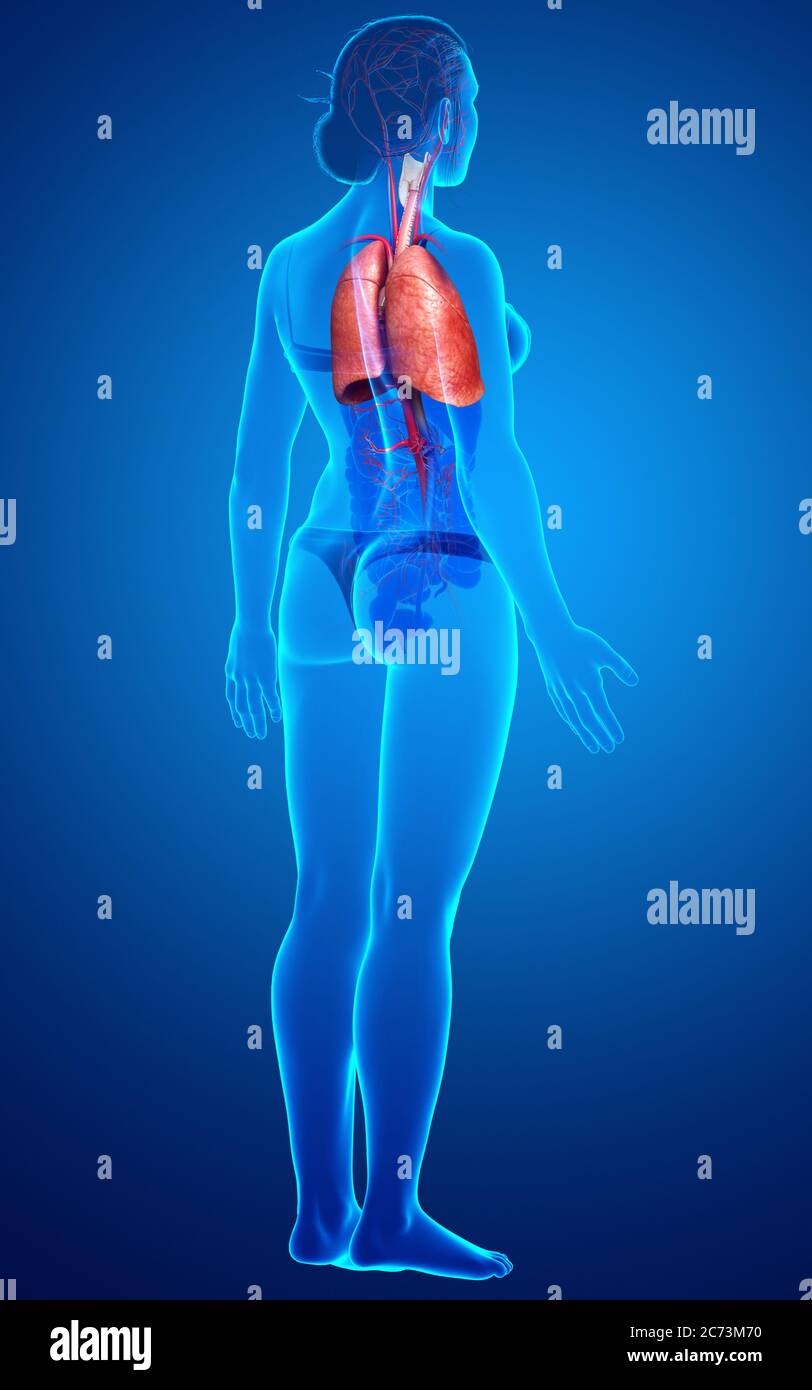 illustration médicale précise d'une anatomie pulmonaire féminine, rendue en 3d Banque D'Images