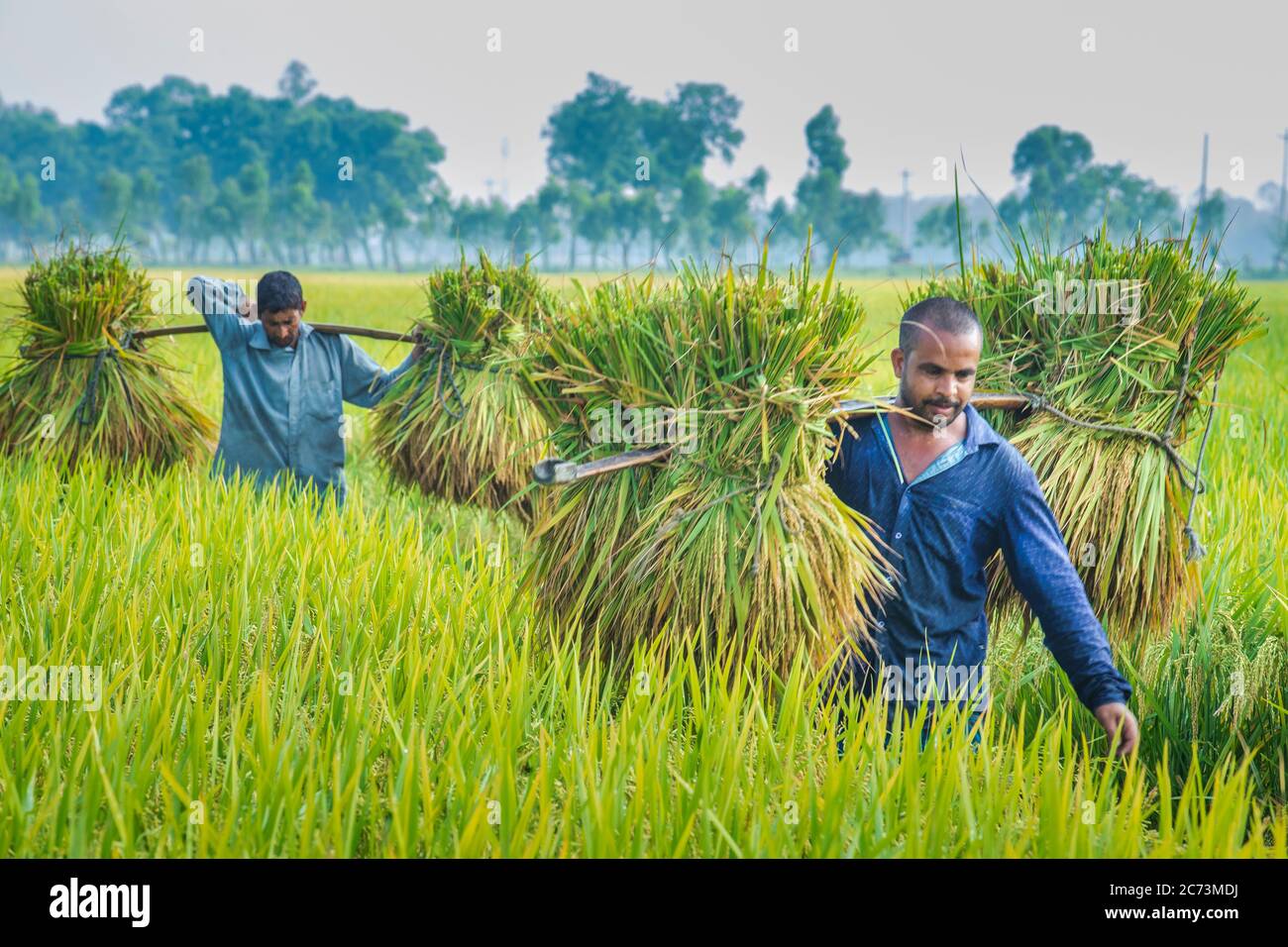 Farme riz yeld calactionagriculture travailleurs sur le champ de riz au Bangladesh Banque D'Images