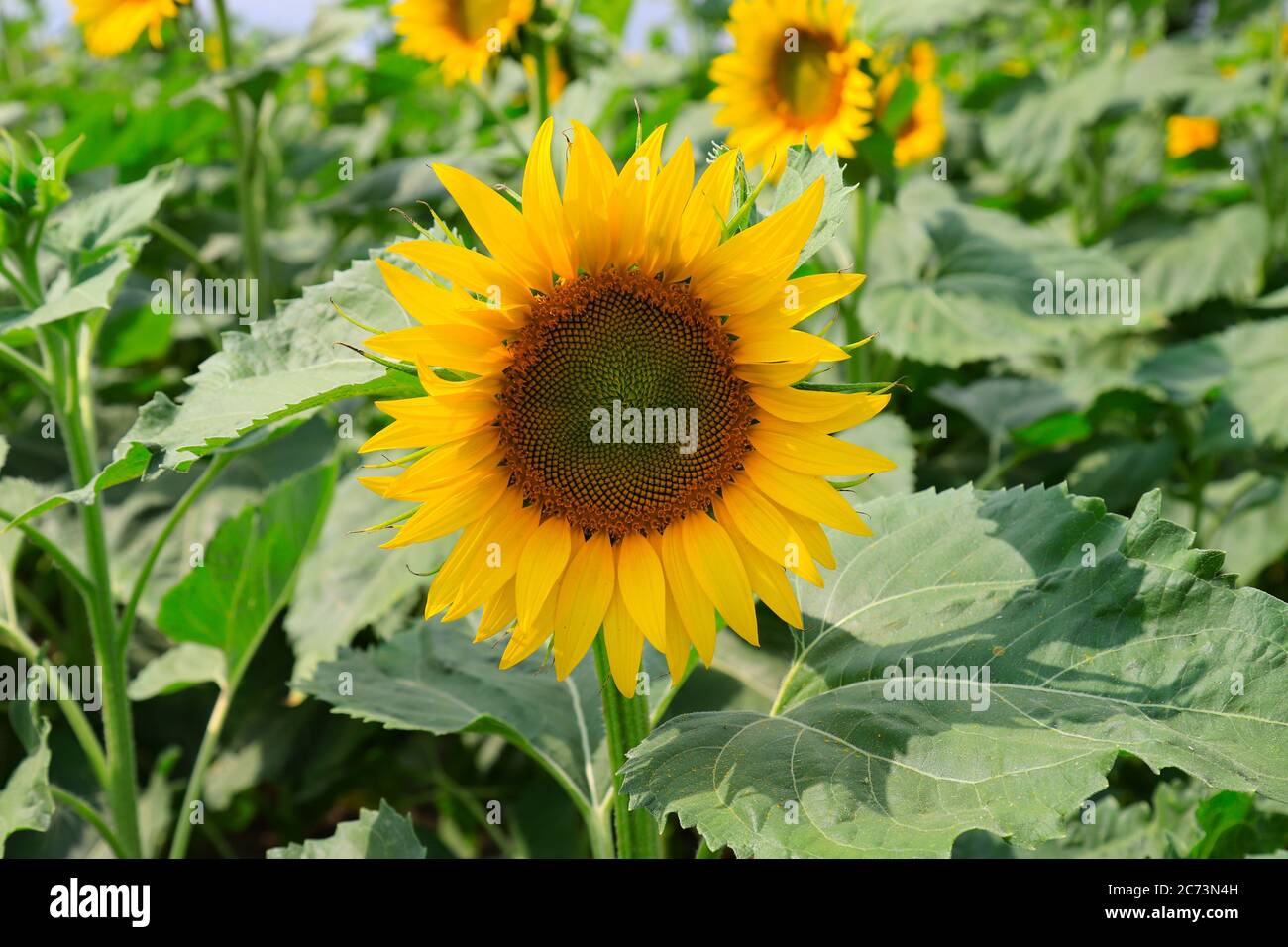 De grandes fleurs de tournesol jaunes ont fleuri sur un champ de ferme. Les abeilles collectent le pollen par jour d'été. Industrie agricole, production d'huile de tournesol, miel Banque D'Images