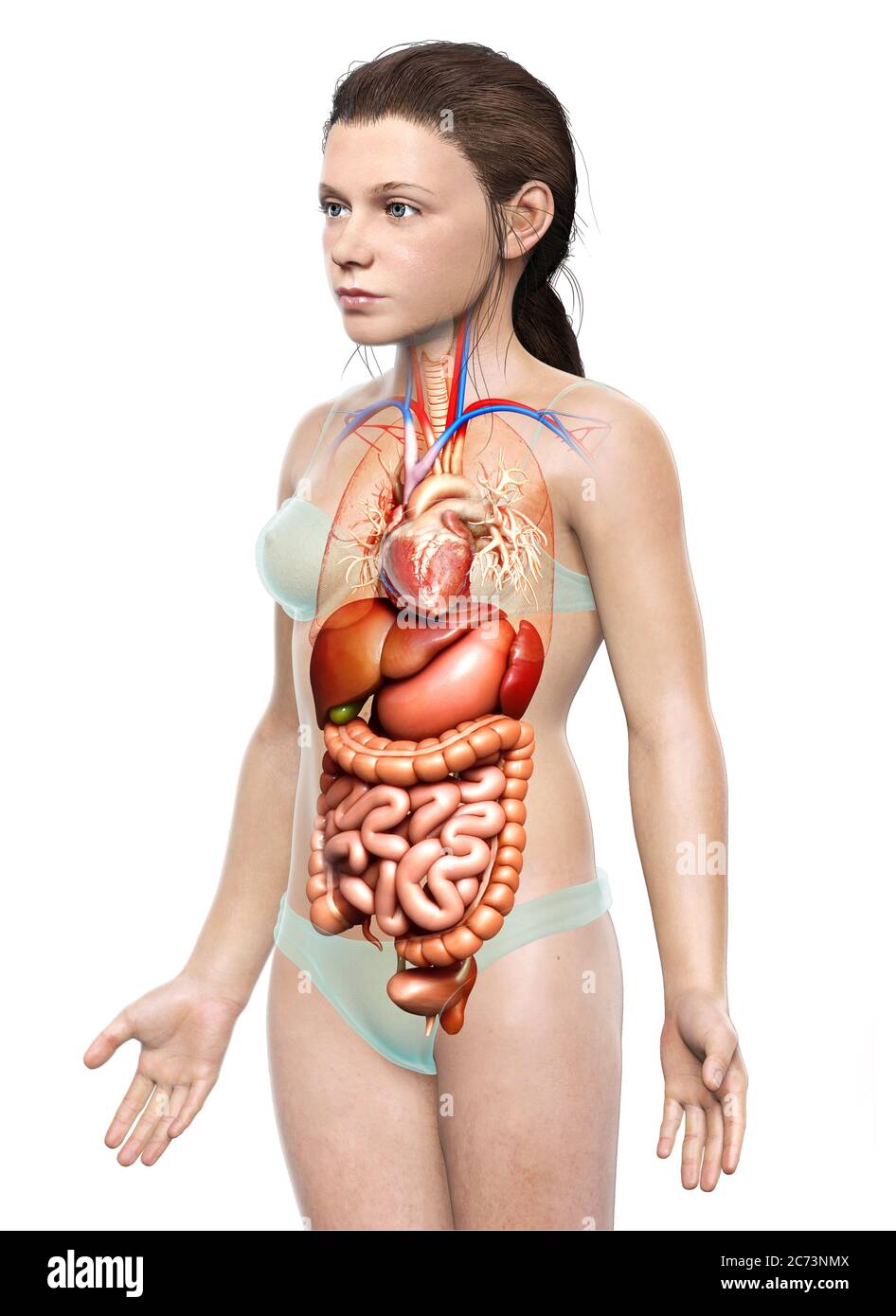 3d rendu médicalement précis illustration du système digestif et du coeur de jeune fille Banque D'Images