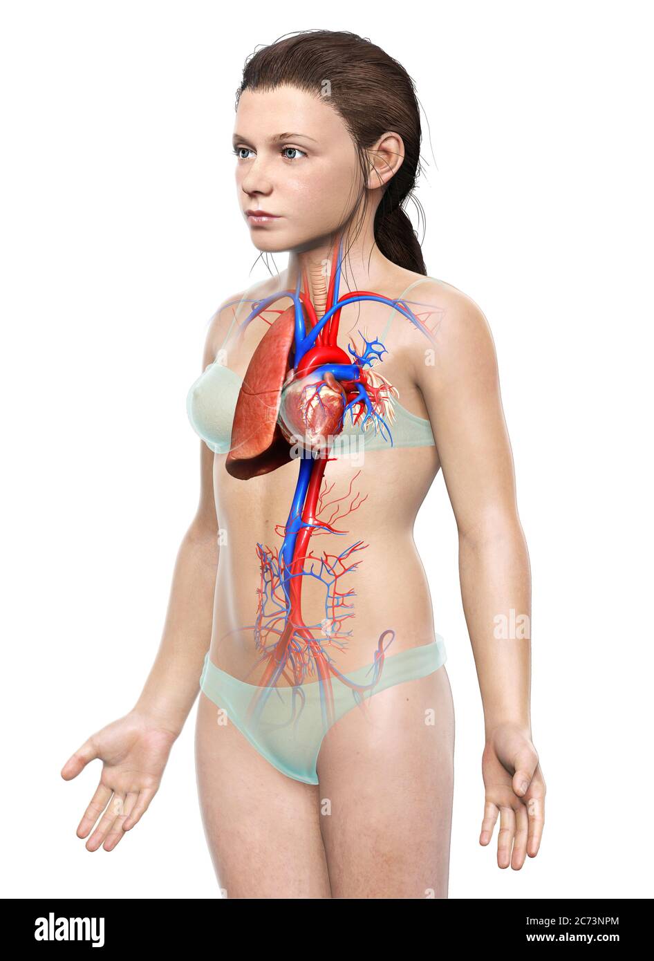illustration médicale précise d'une anatomie pulmonaire de jeune fille rendue en 3d Banque D'Images